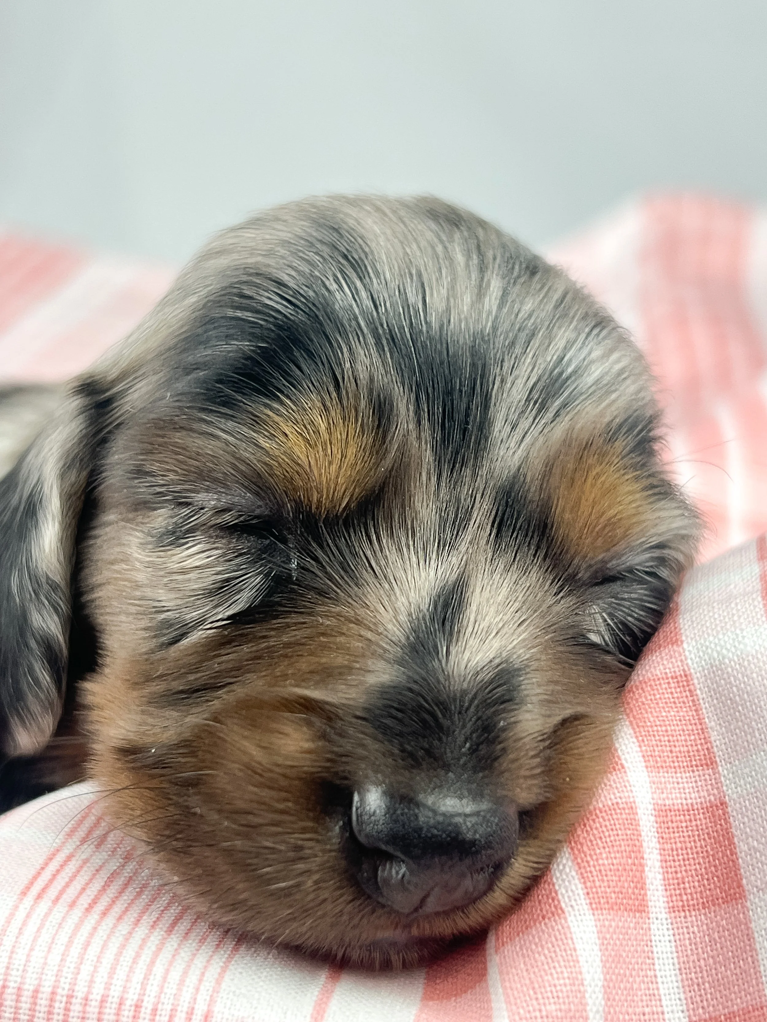 Egg aka Winnie (RESERVED, longhaired girl)