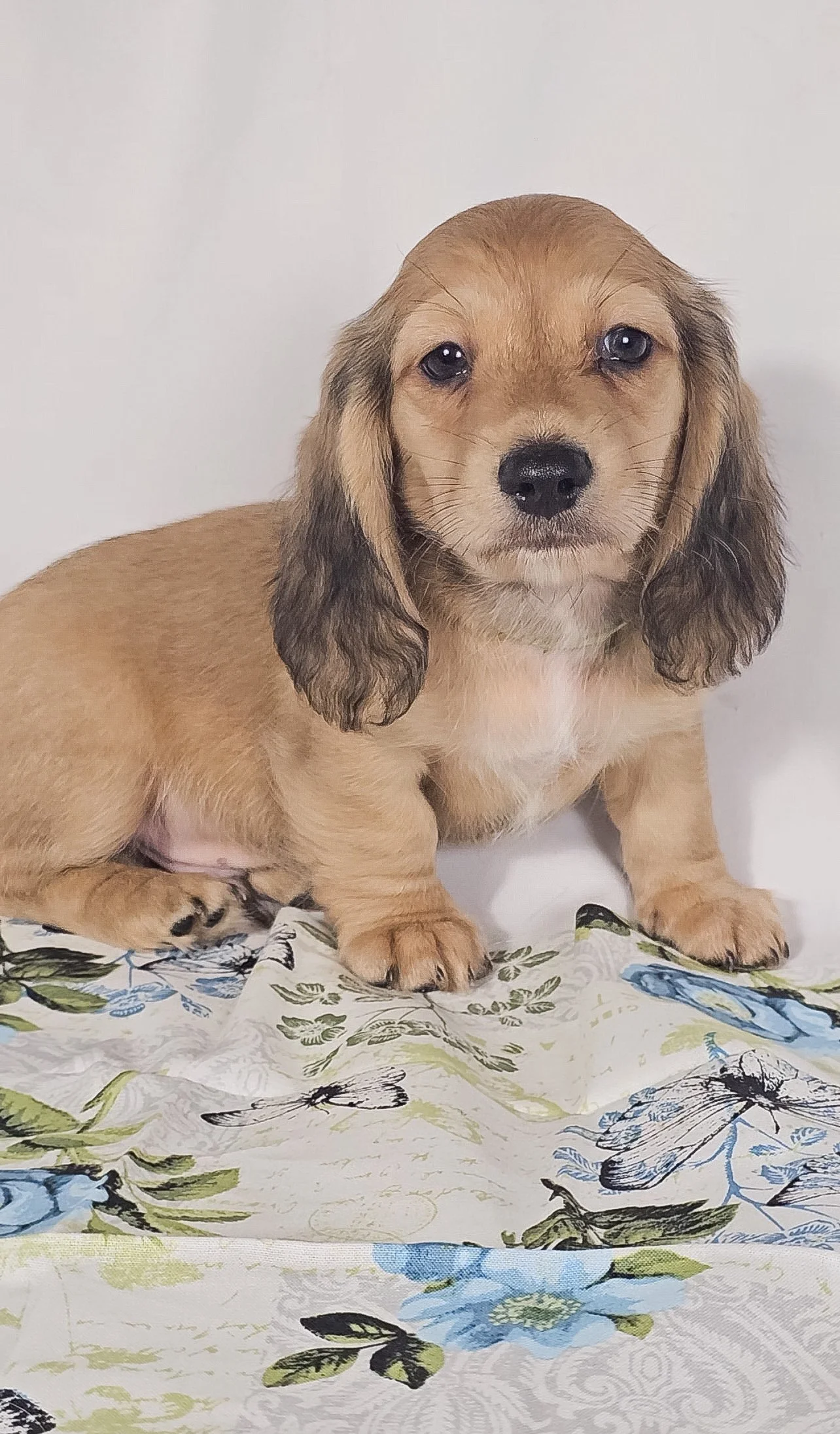Pickles aka Tyson (RESERVED, longhaired boy)