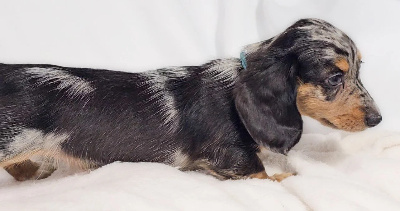 Tulip (RESERVED, longhaired girl)