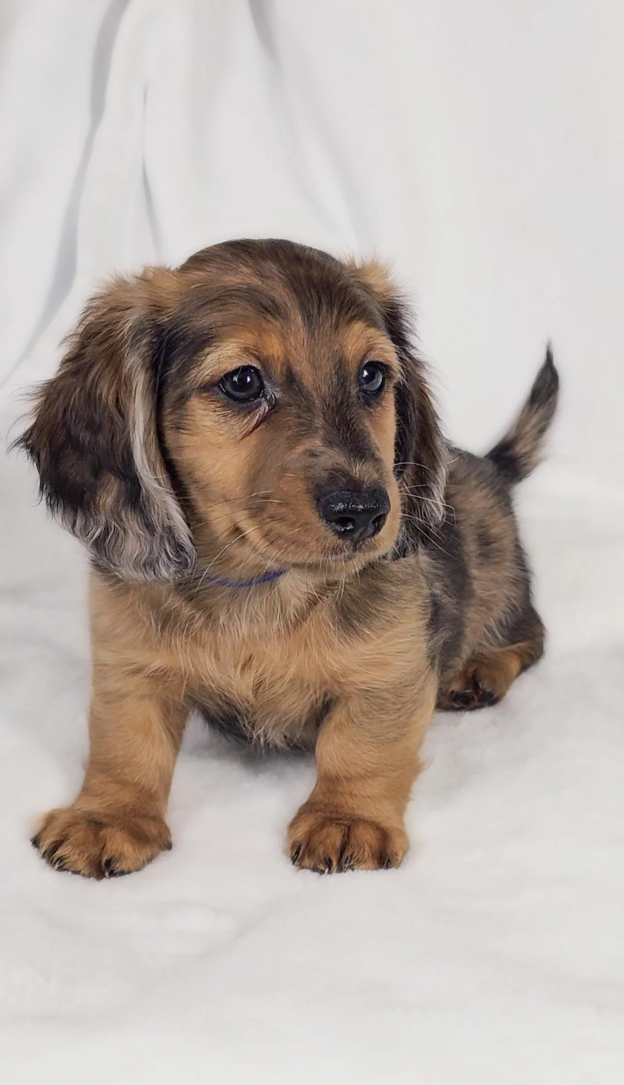 Bucket aka Randle (RESERVED, longhaired boy)