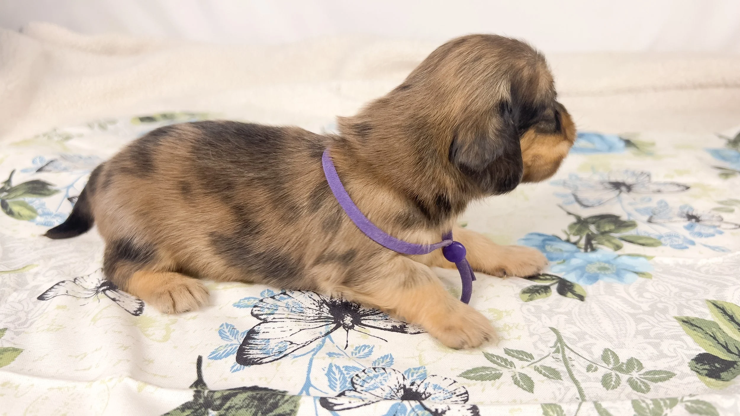 Chicken bake (RESERVED, longhaired boy)