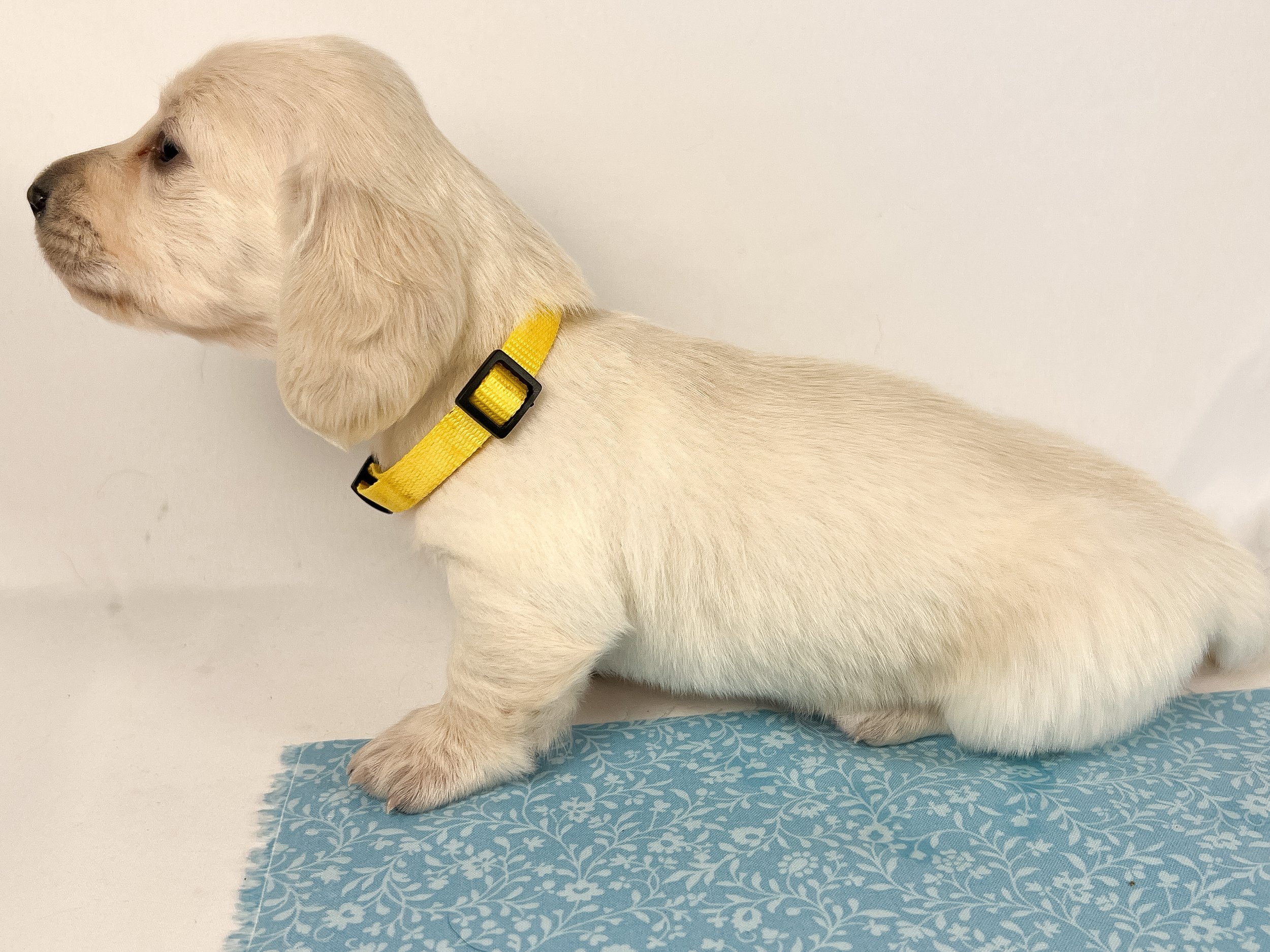 Mozzarella (longhaired boy, $4000 with a $500 deposit towards total)