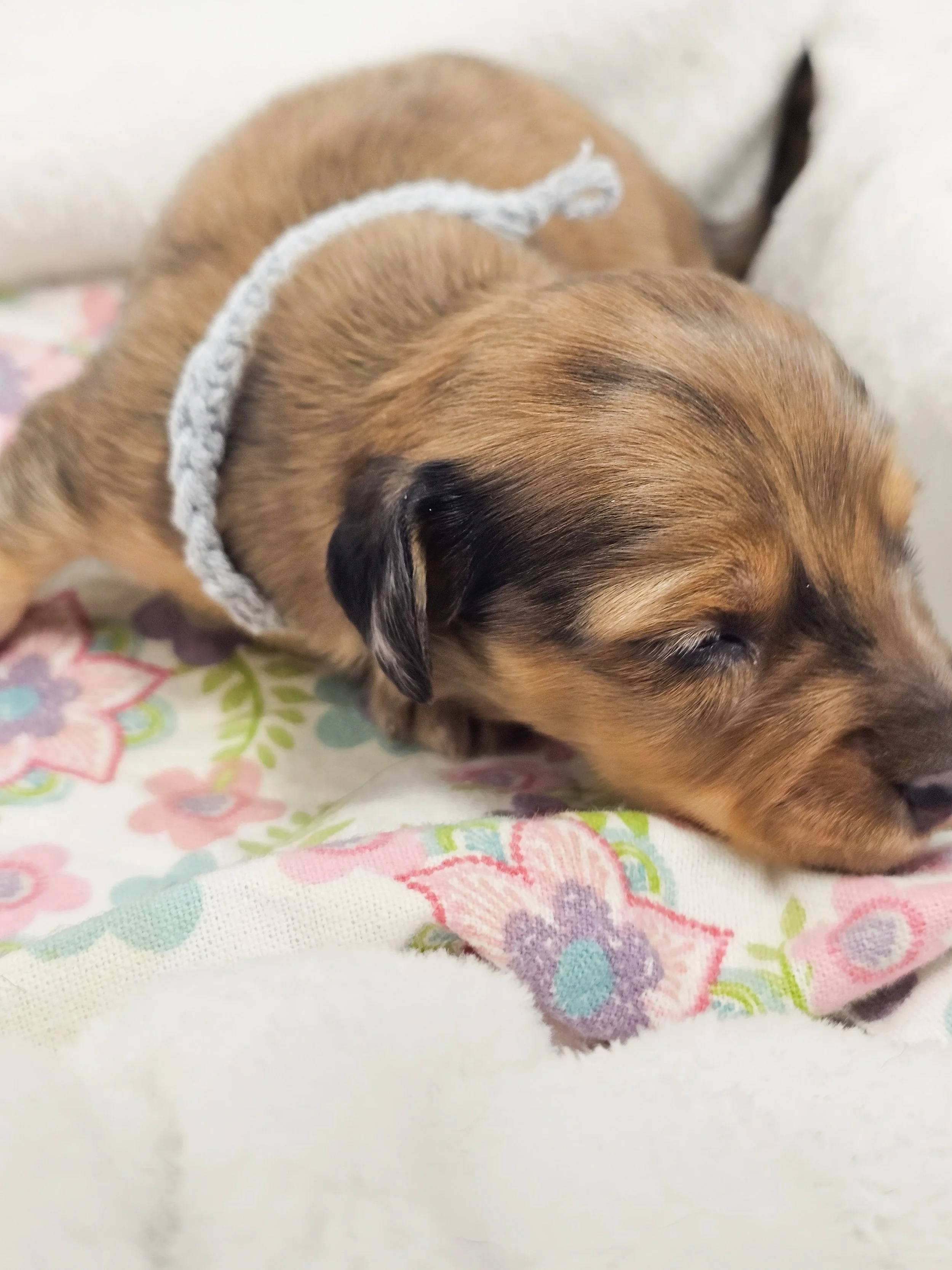 Shell (longhaired boy, $4000 with a $500 deposit towards total)