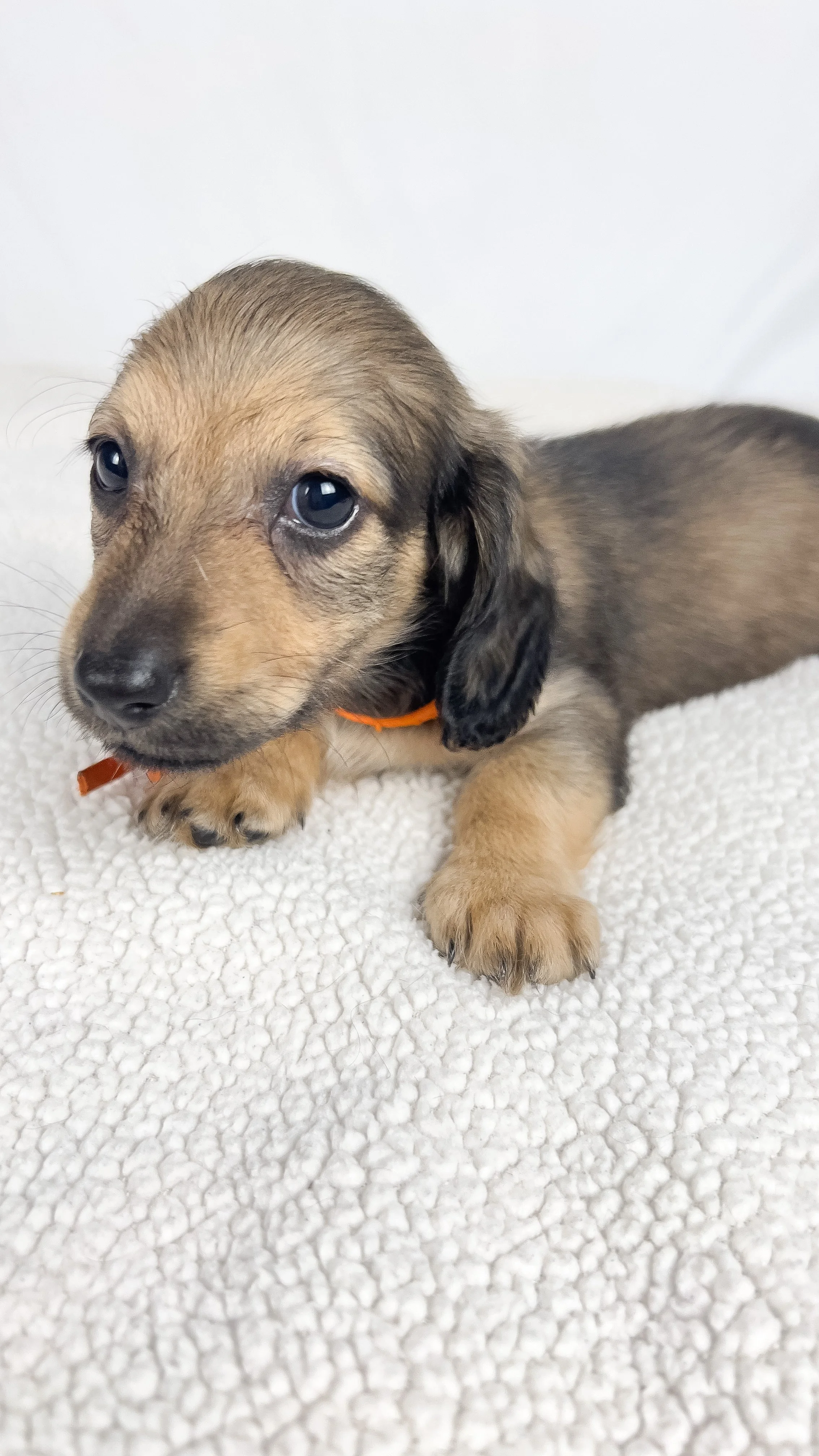 Frank aka Juiceppi (RESERVED, longhaired boy)