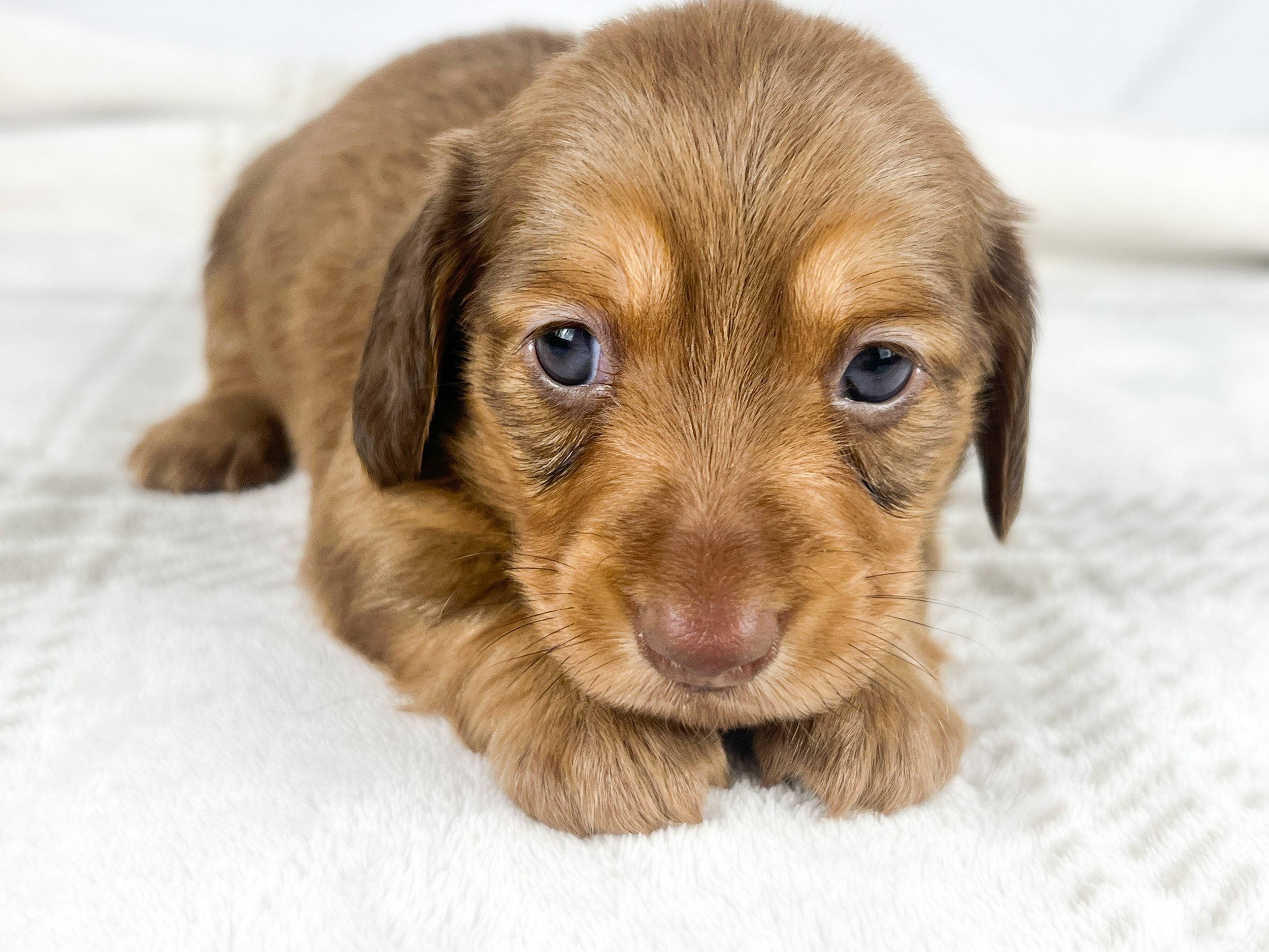 Crème aka Daisy (RESERVED, longhaired girl)