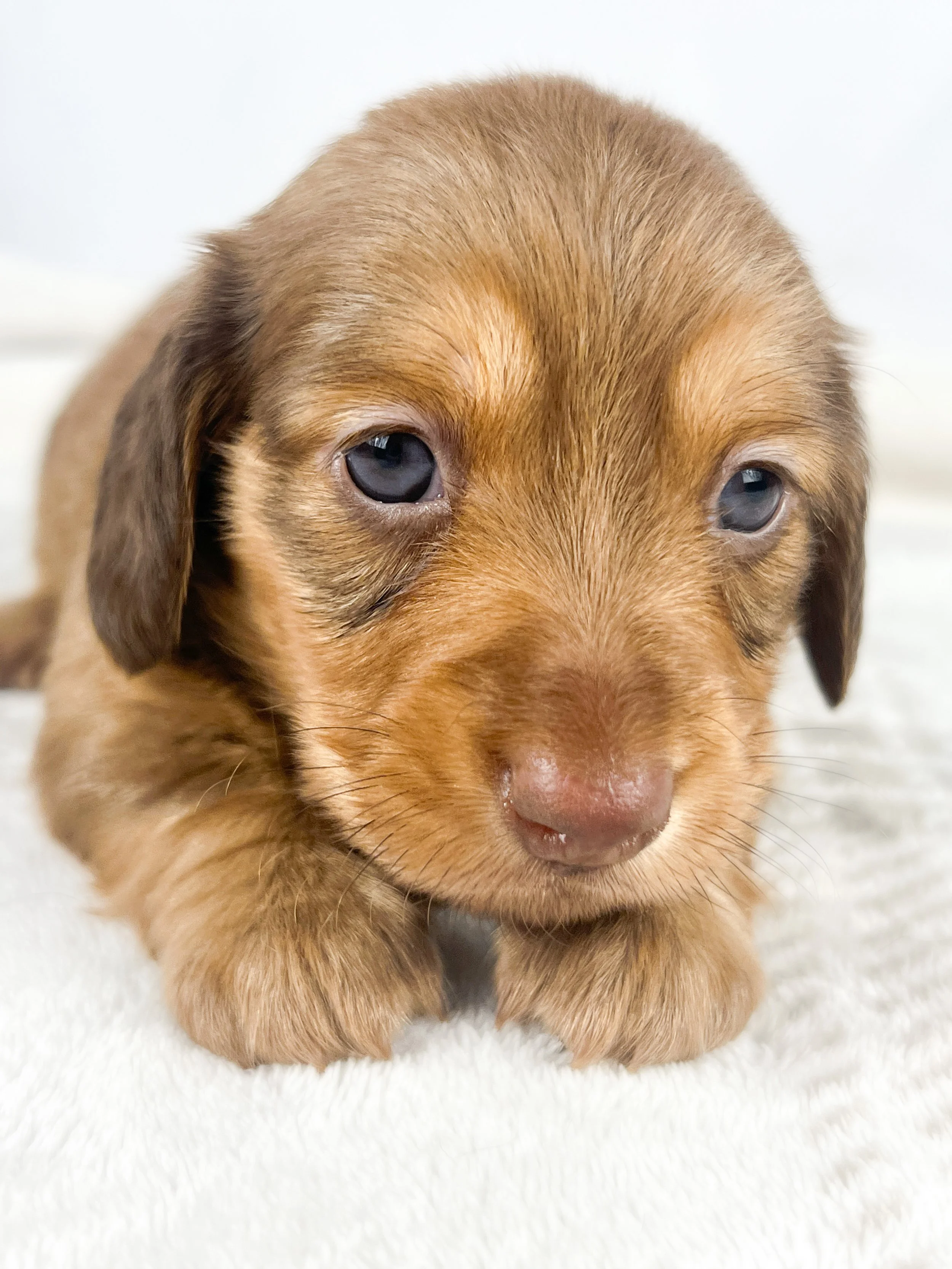 Crème aka Daisy (RESERVED, longhaired girl)