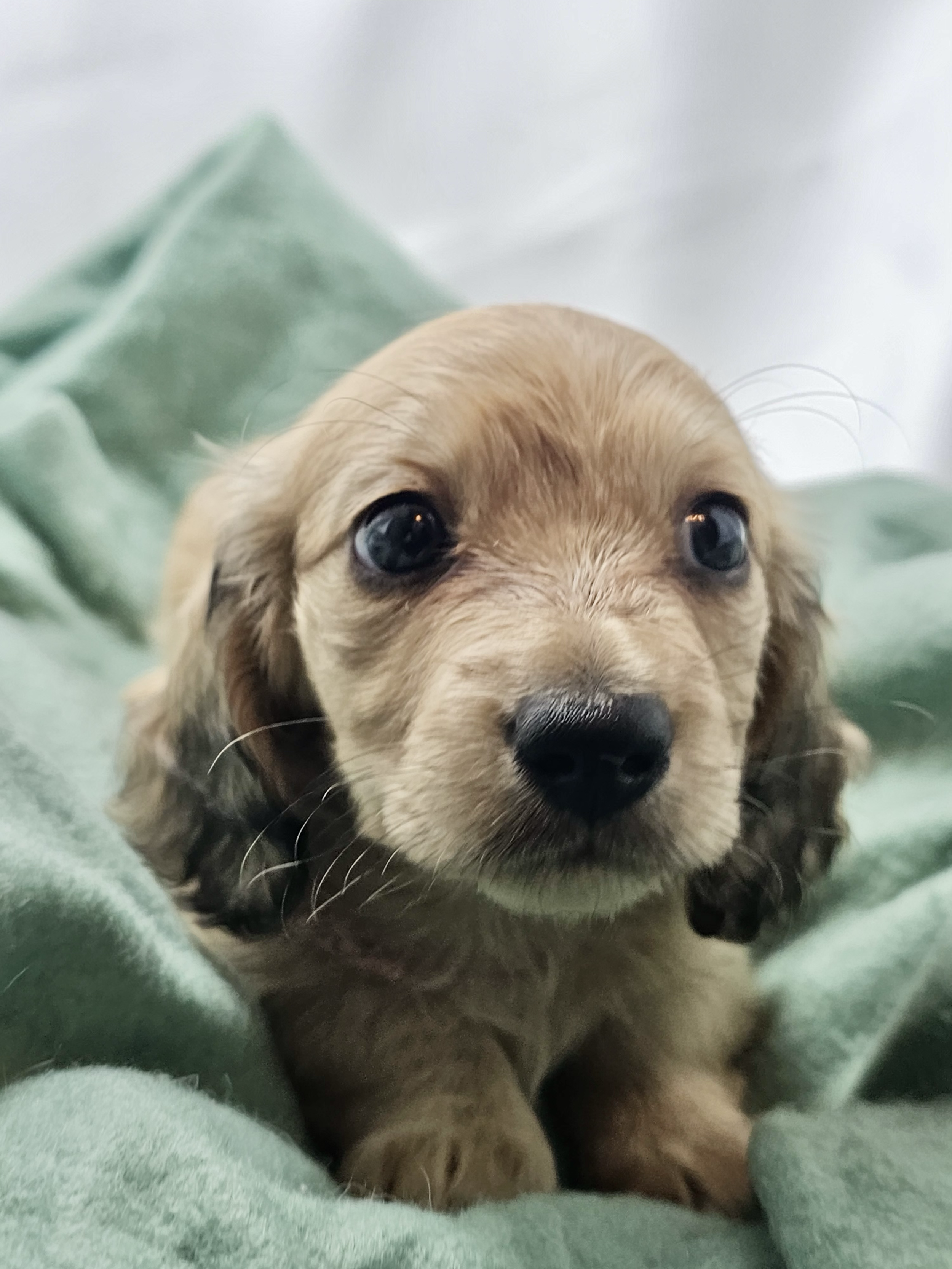 Pistachio aka Mochi (RESERVED, longhaired girl)