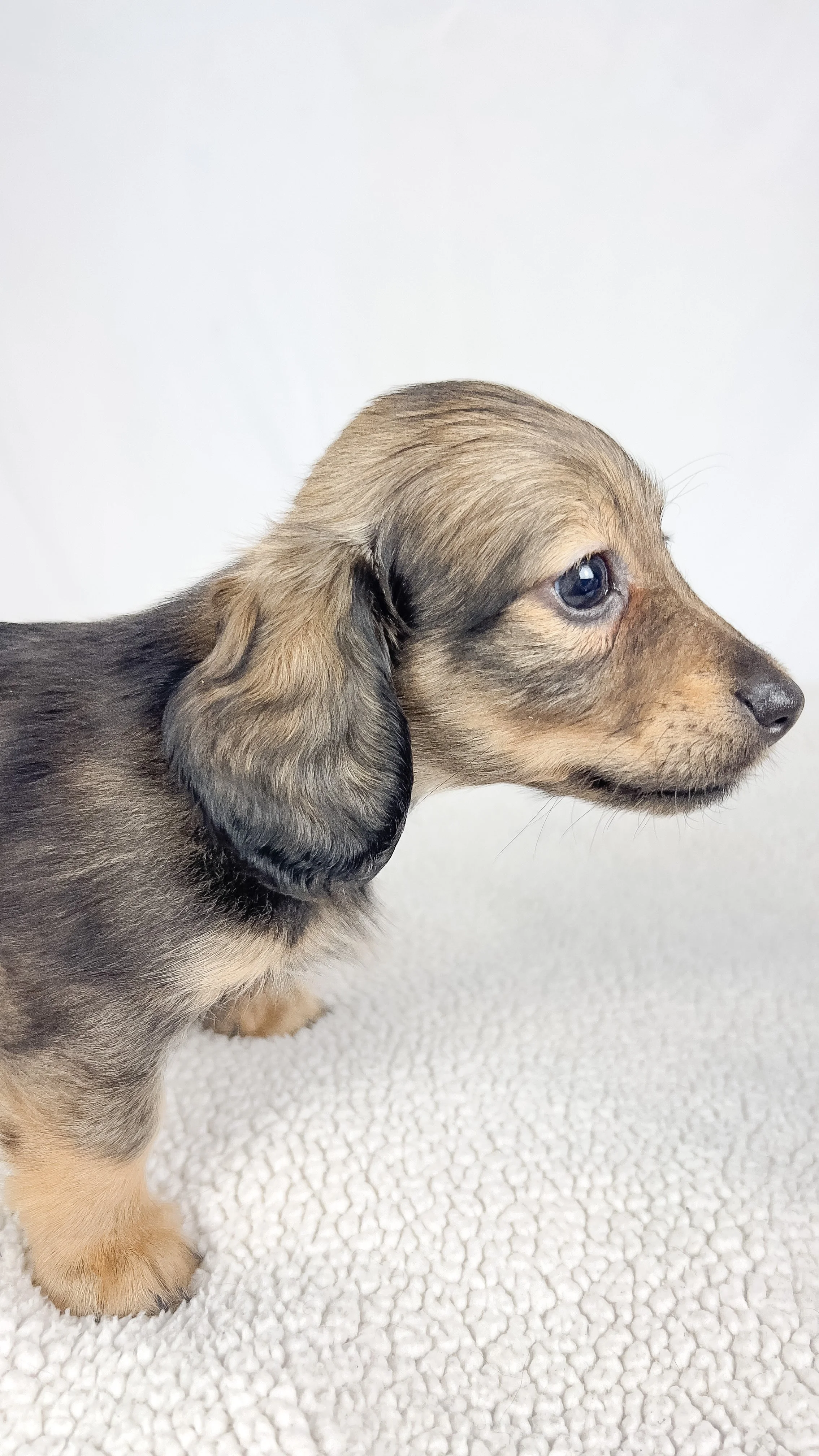 Sundae (RESERVED, longhaired girl)