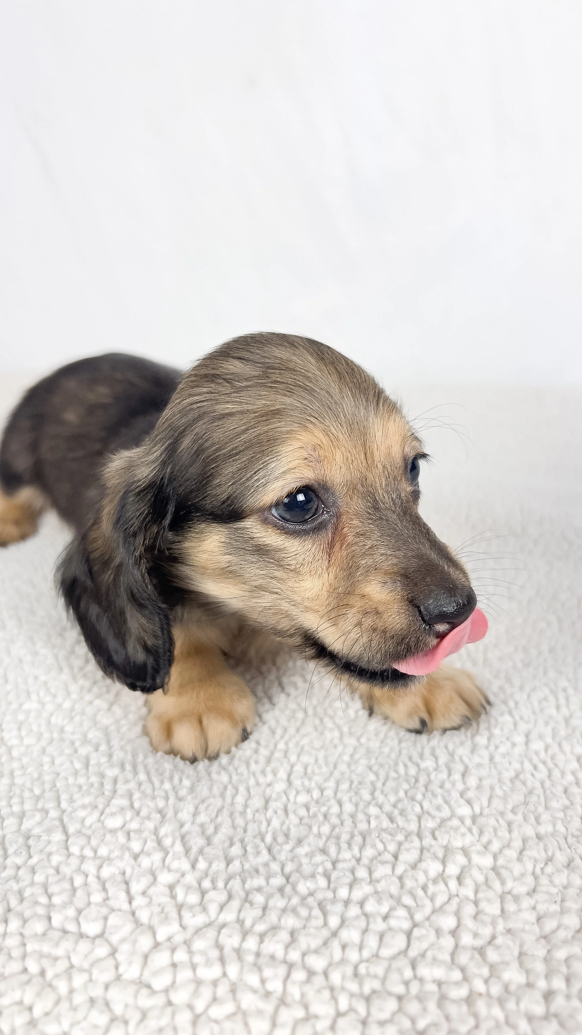 Slice (longhaired boy, $3000 with a $500 deposit towards total)