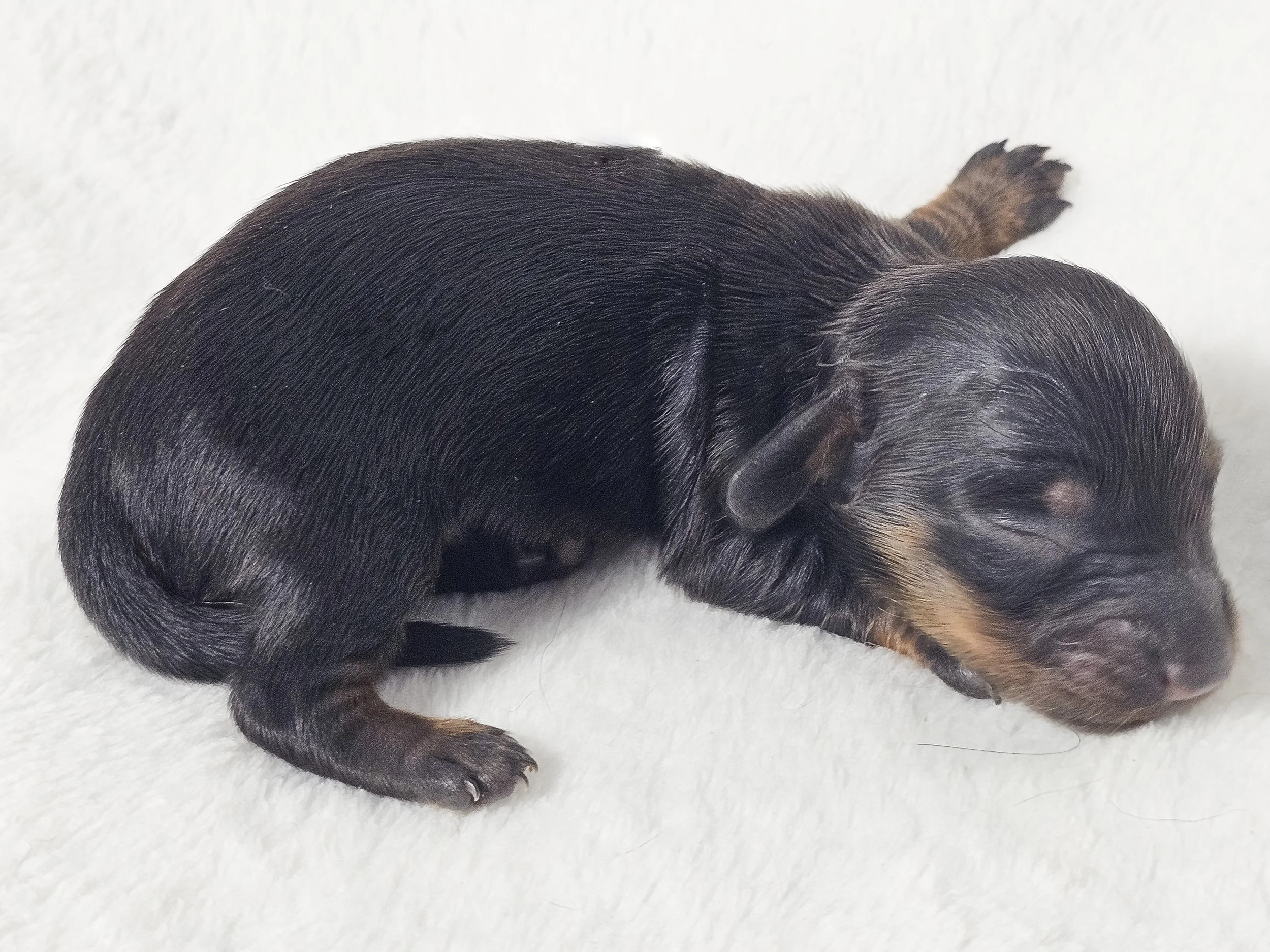 Berry (longhaired girl, $3000 with a $500 deposit towards total)