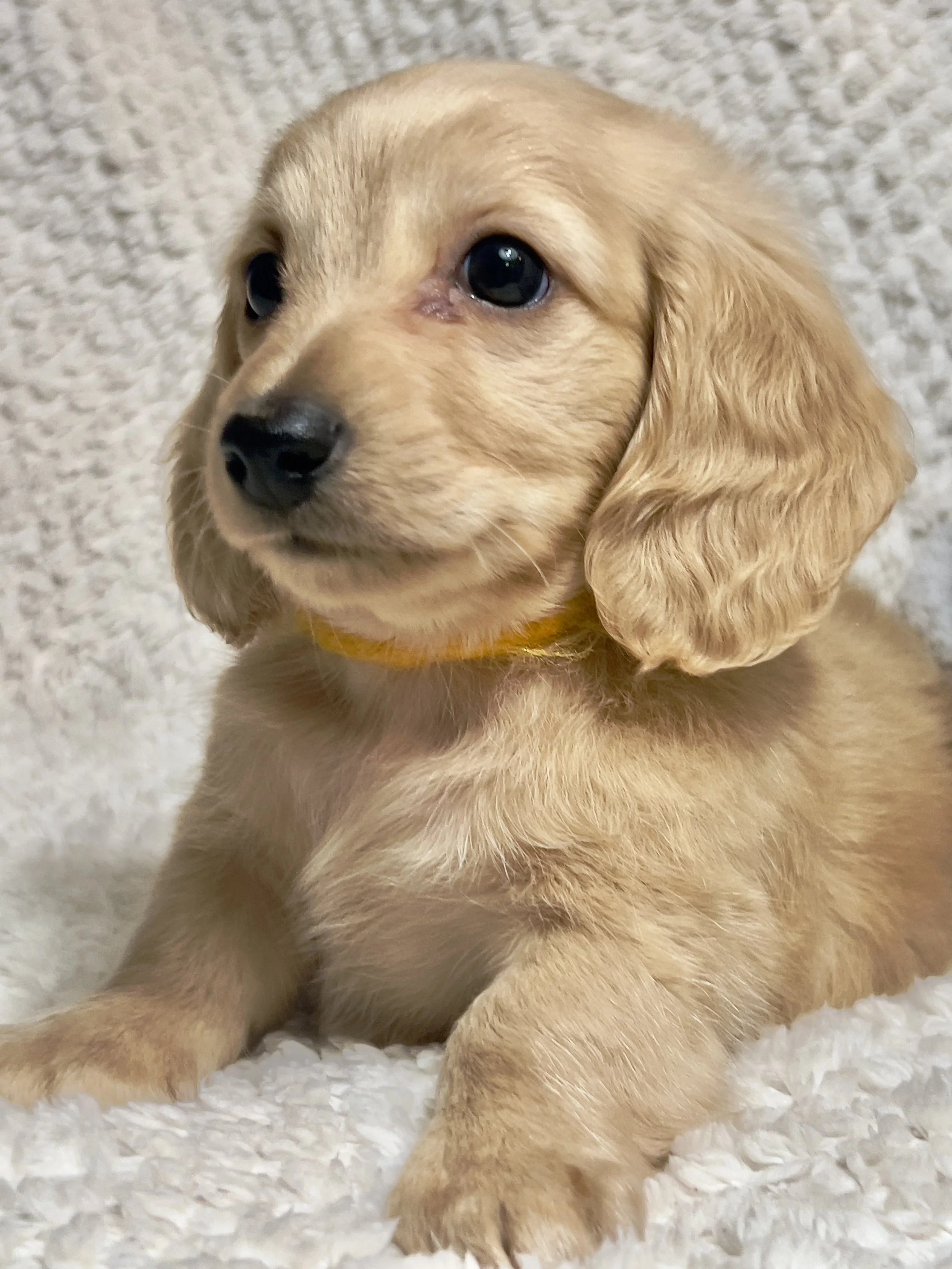 Sparkler aka Cannoli (RESERVED, longhaired boy)