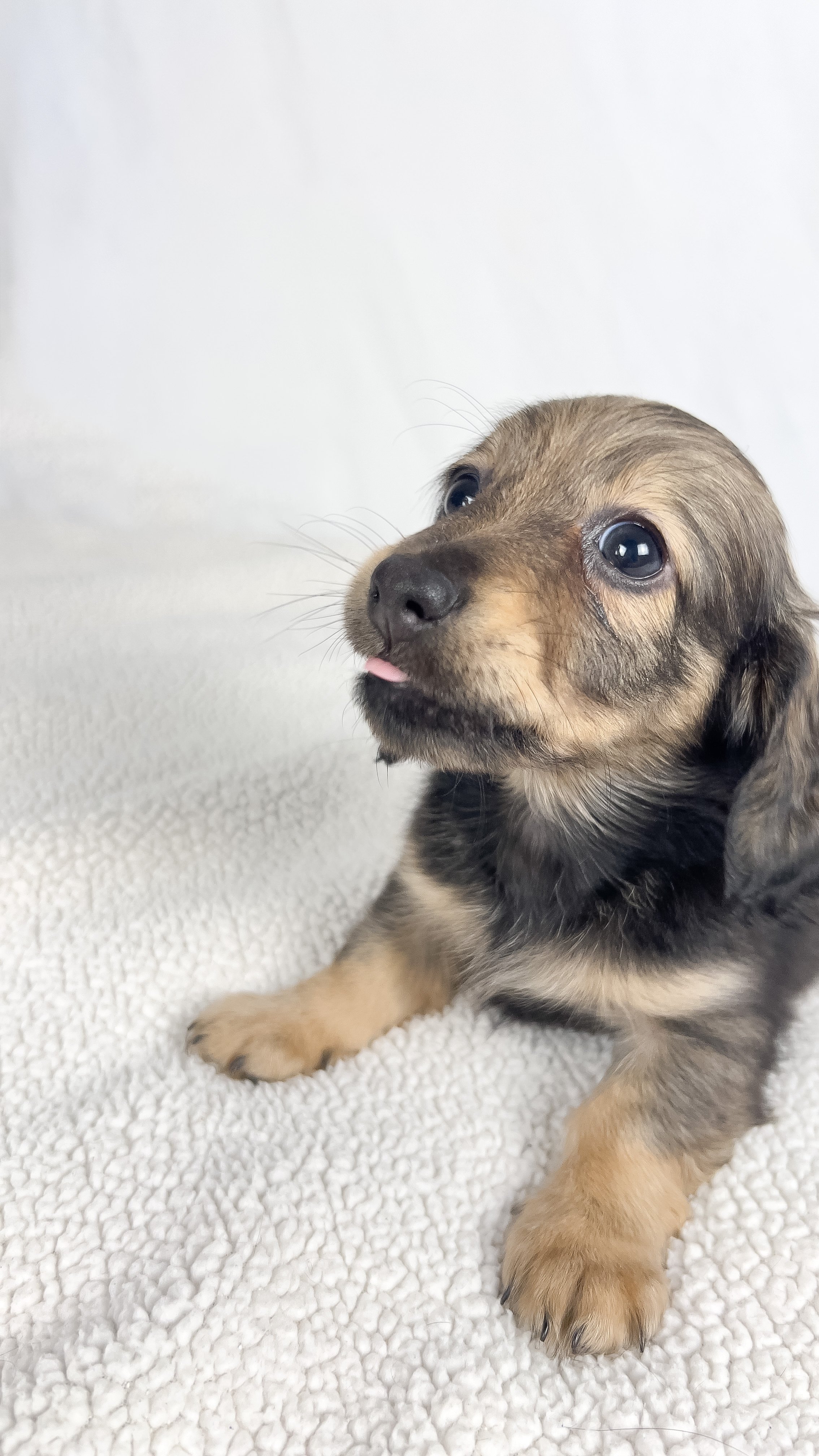 Sundae (RESERVED, longhaired girl)