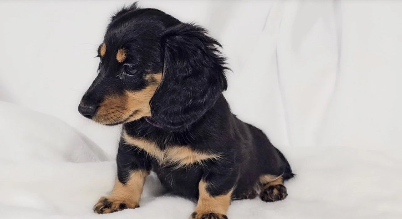 Shore aka Vienna (RESERVED, longhaired girl)