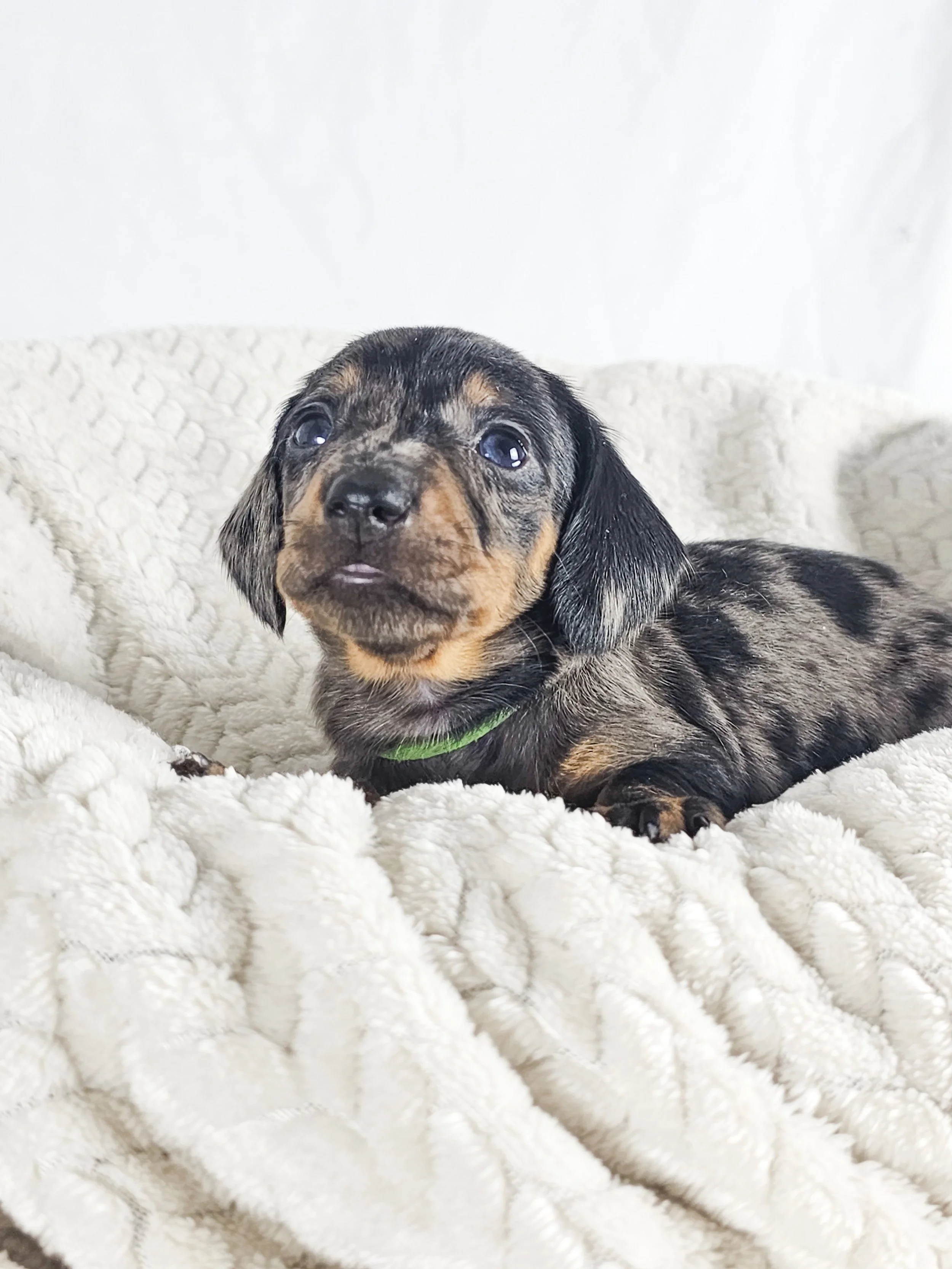 Lychee (shorthaired boy, $2500 with a $500 deposit towards total)