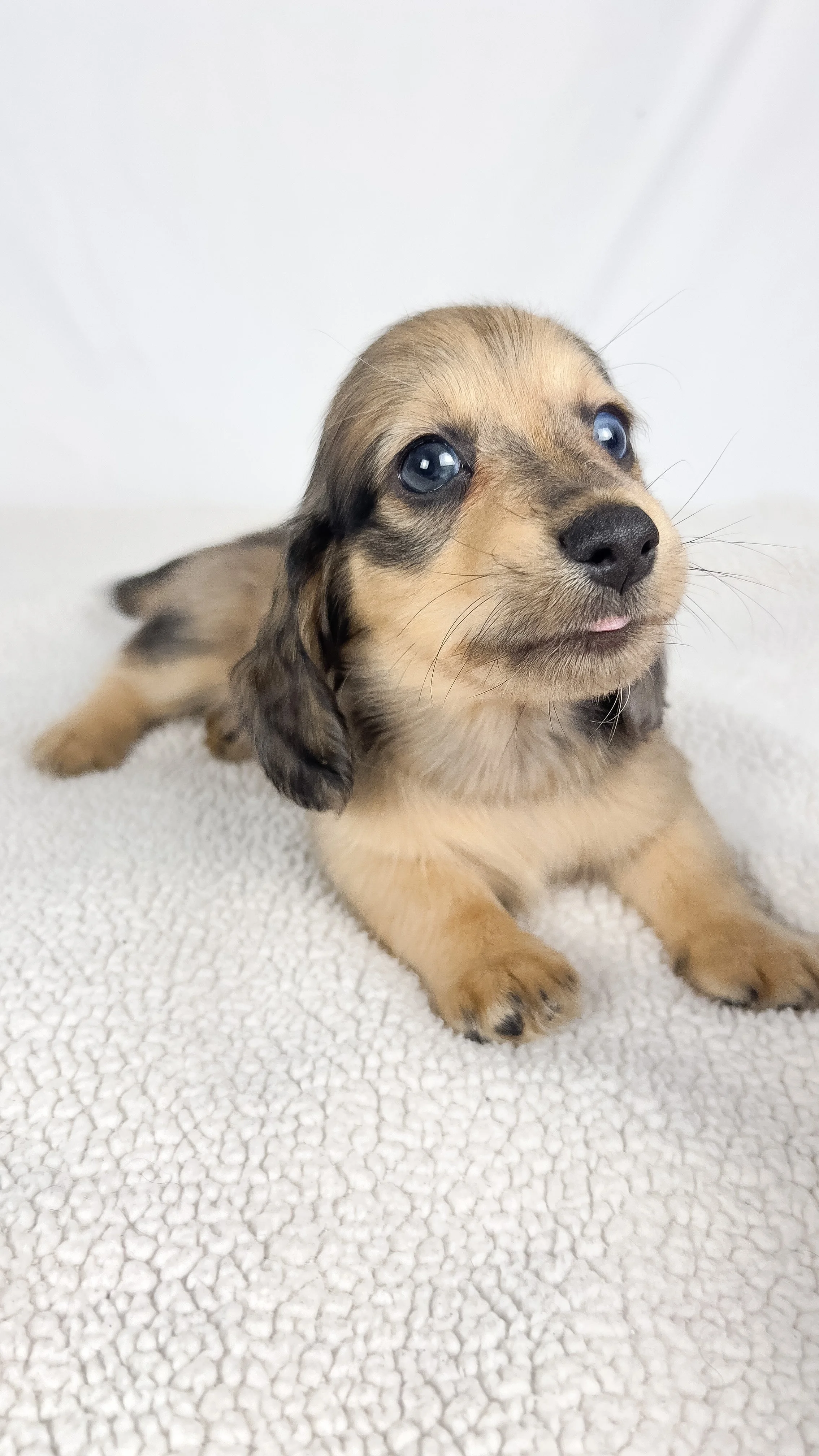 Chicken bake (RESERVED, longhaired boy)