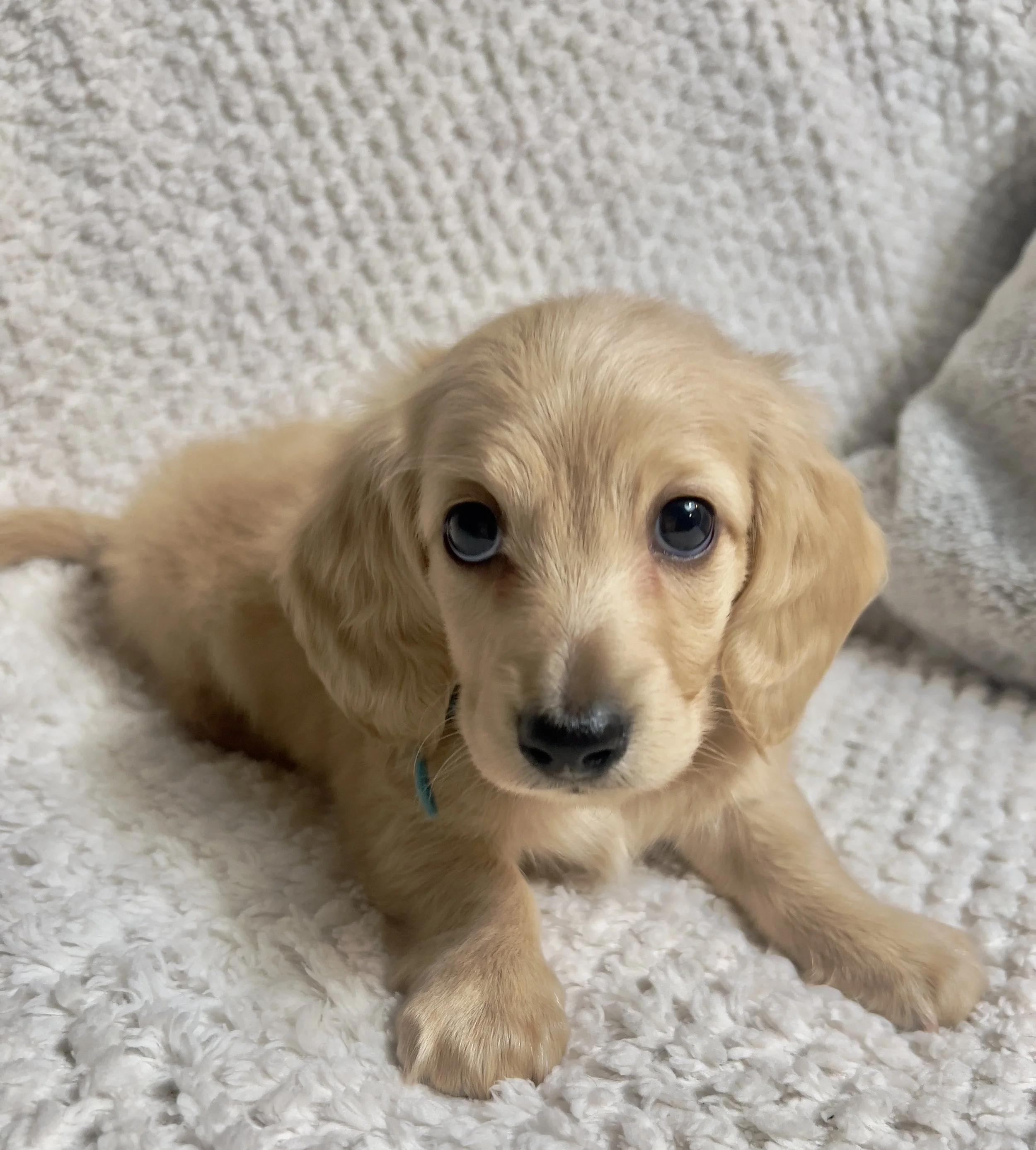 Confetti aka Dobby (RESERVED, longhaired boy)