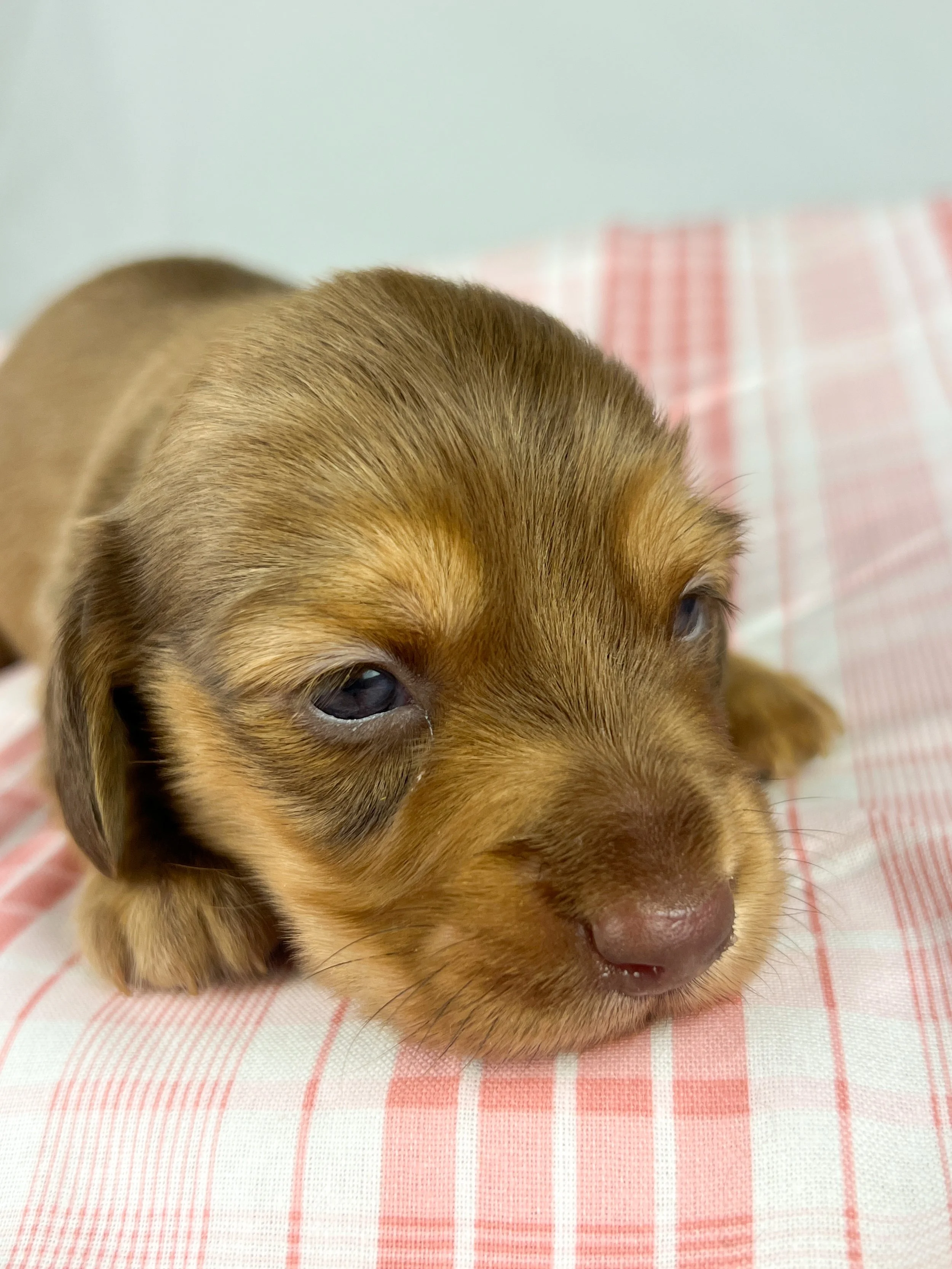Crème aka Daisy (RESERVED, longhaired girl)