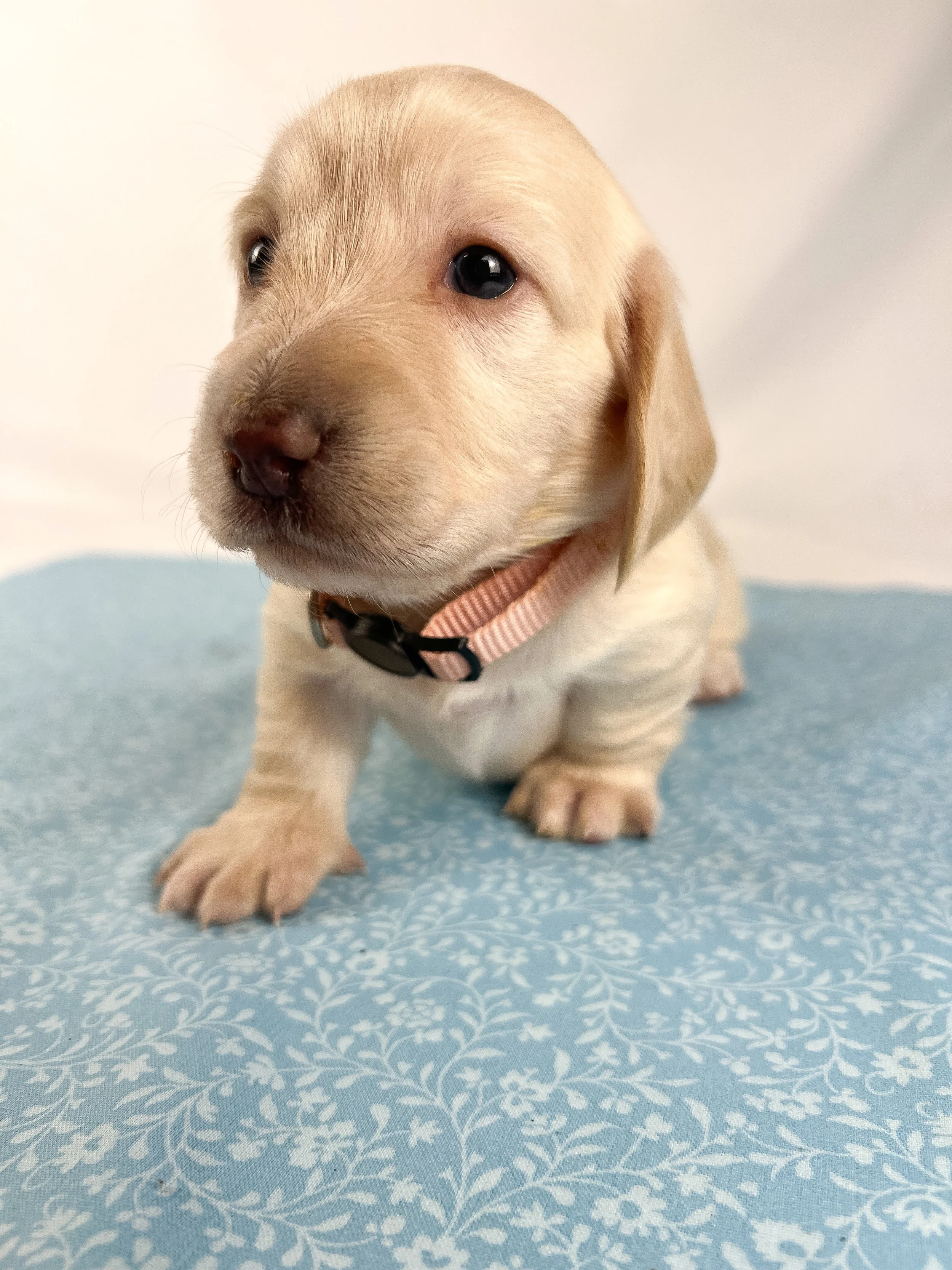 Swiss aka Willow (RESERVED, longhaired girl)