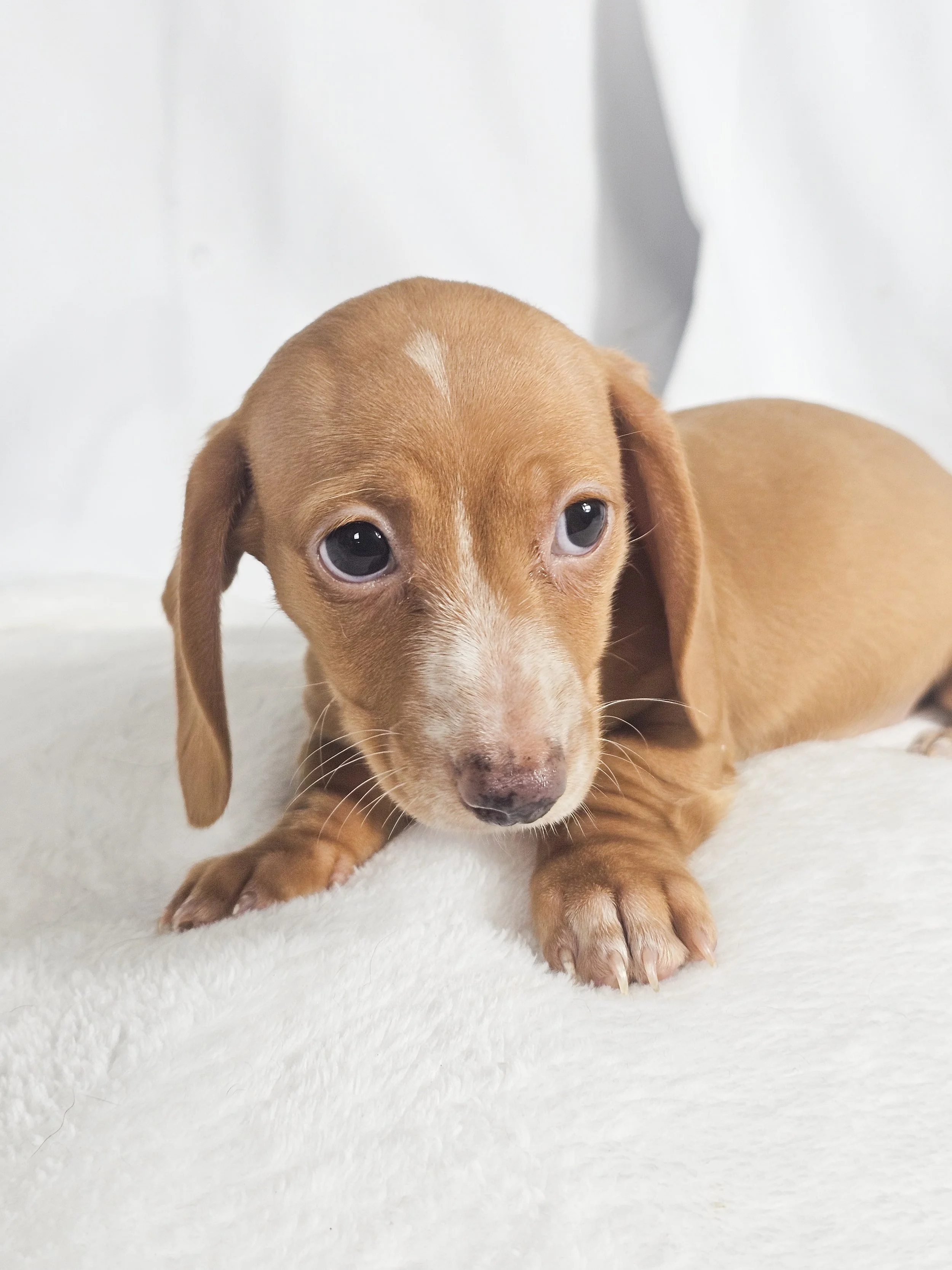 Spicy Jalapeño (RESERVED, shorthaired girl)
