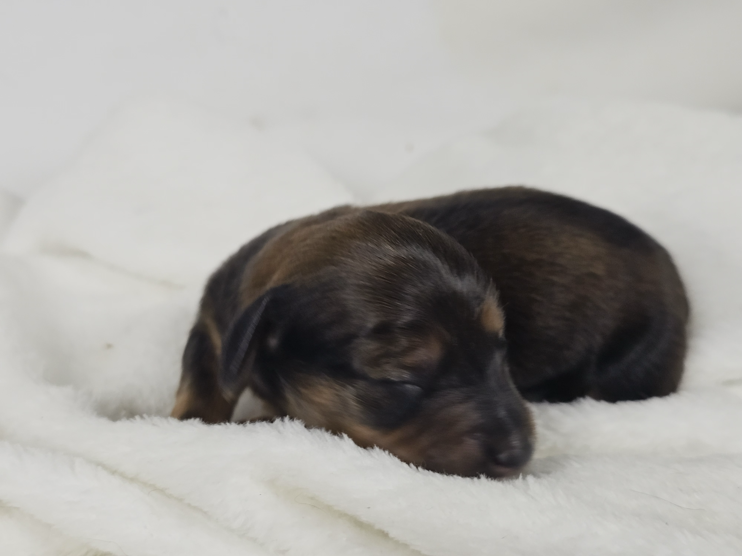Wavy (longhaired girl, $3000 with a $500 deposit towards total)