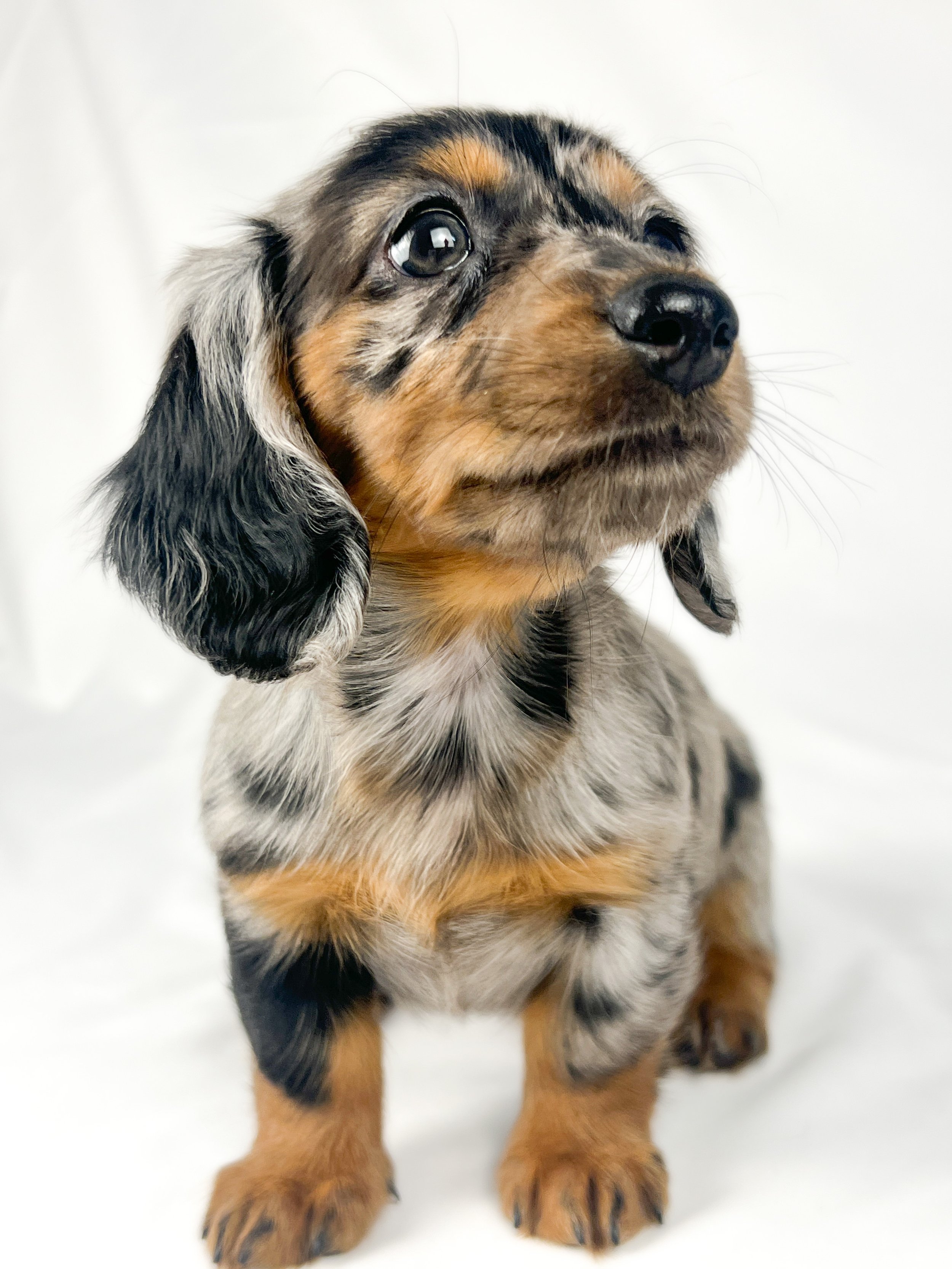 Egg aka Winnie (RESERVED, longhaired girl)