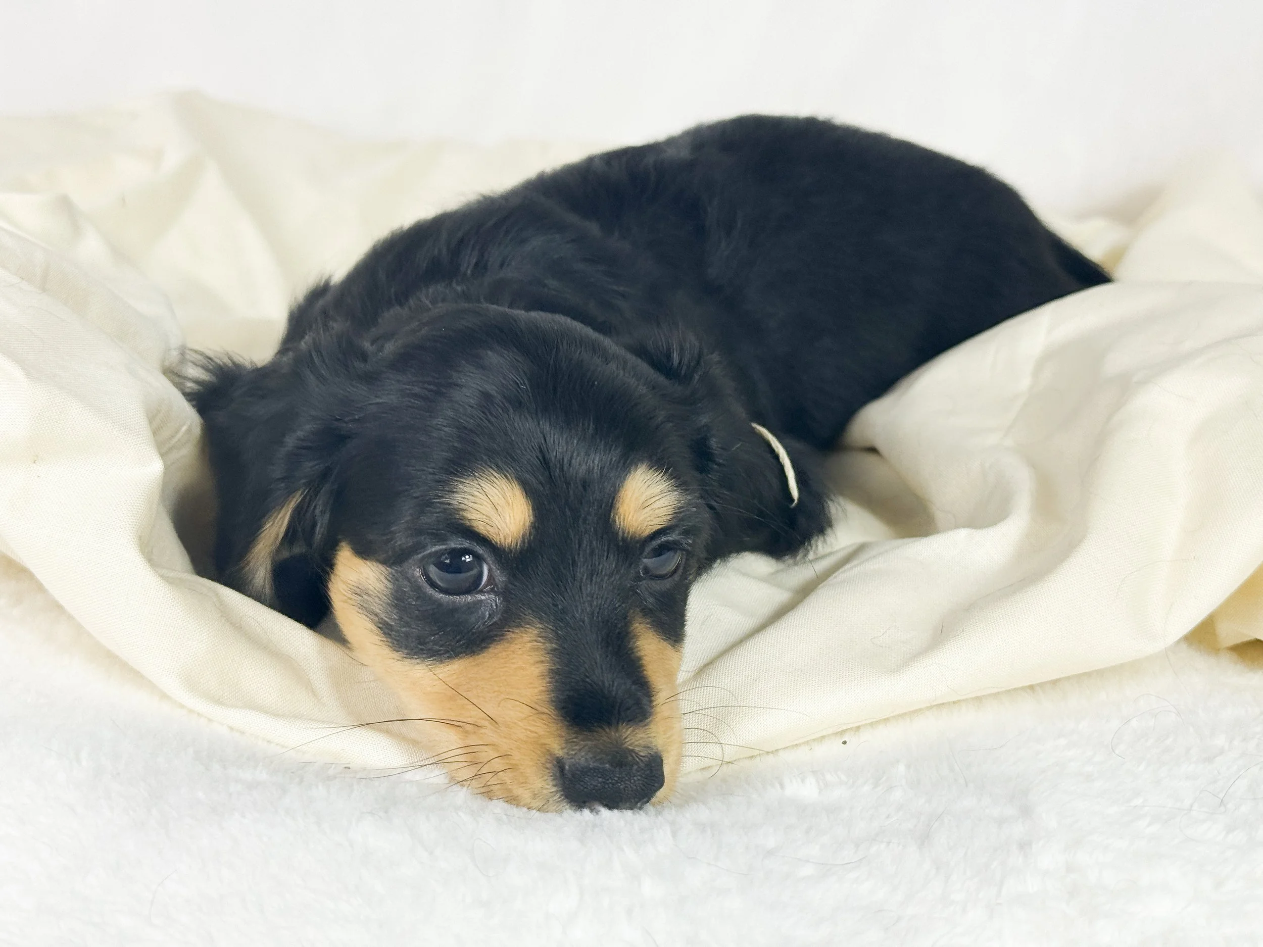Salted Caramel Cream aka Ofi (RESERVED, longhaired girl)