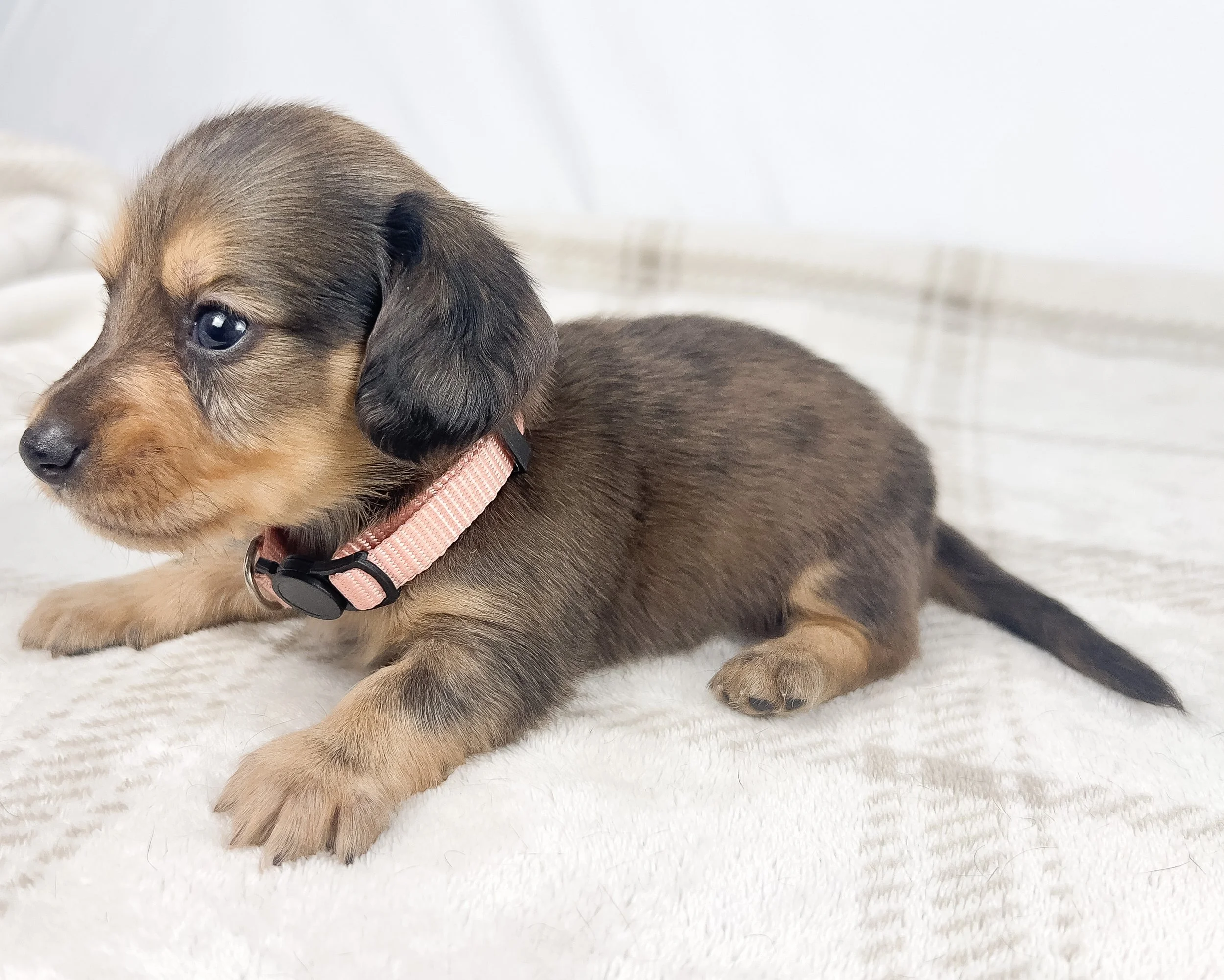 Cherry (longhaired boy, $3000 with a $500 deposit towards total)