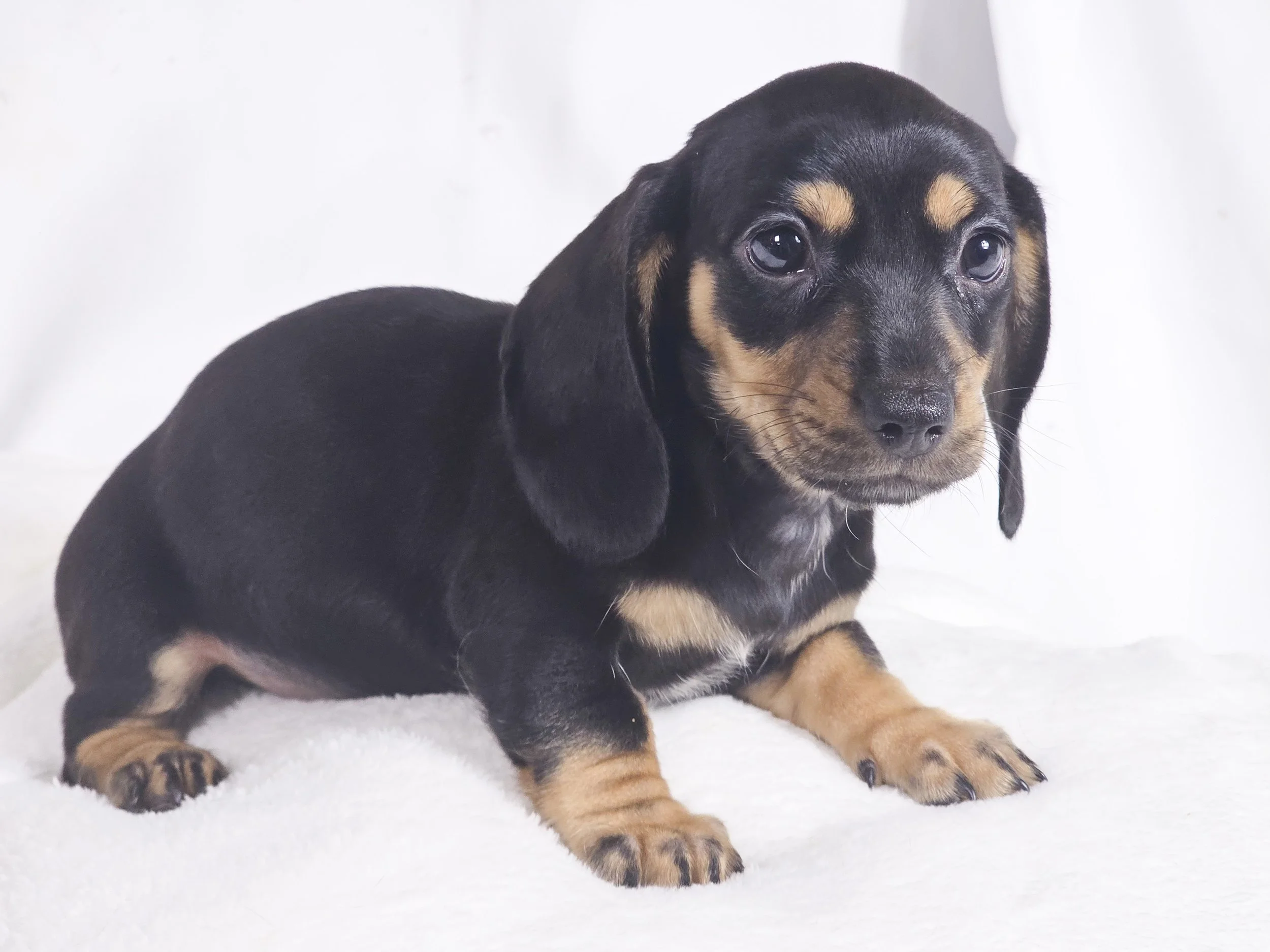 Flamin hot (RESERVED, shorthaired boy)