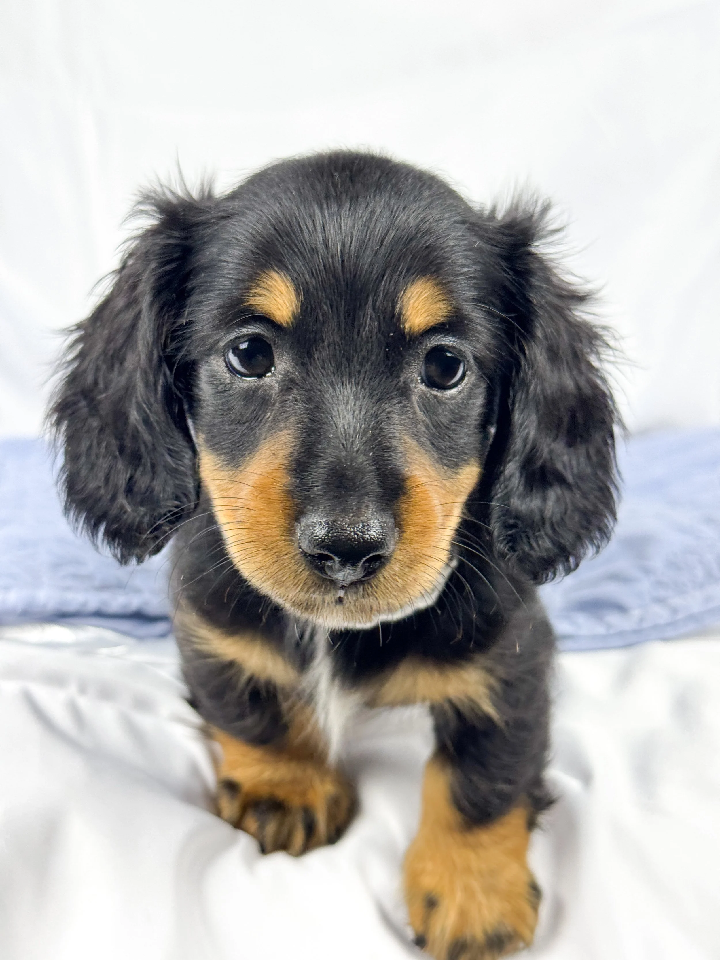 Dill pickle aka Arlo (RESERVED, longhaired boy)