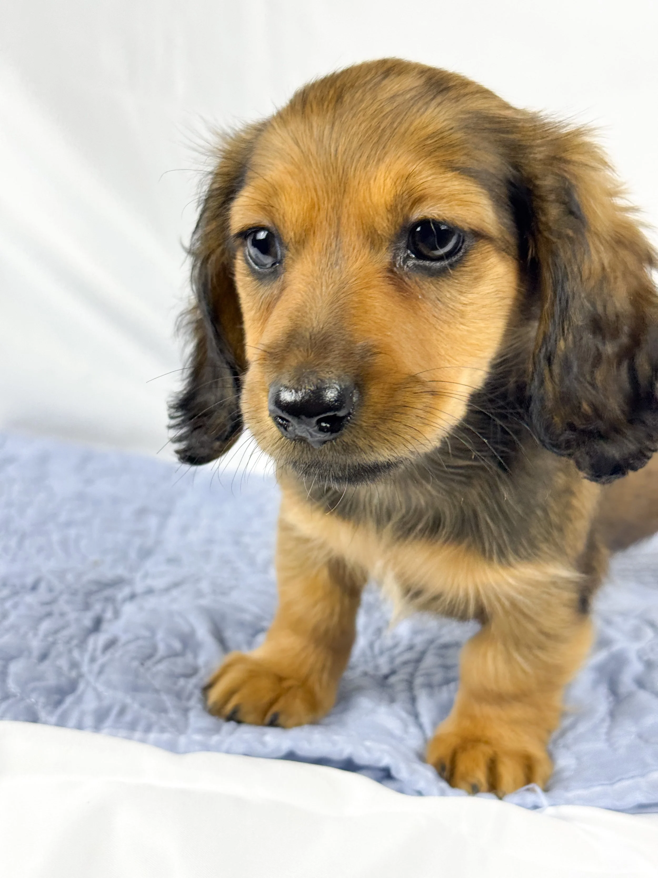 Wavy aka Tate (RESERVED, longhaired girl)