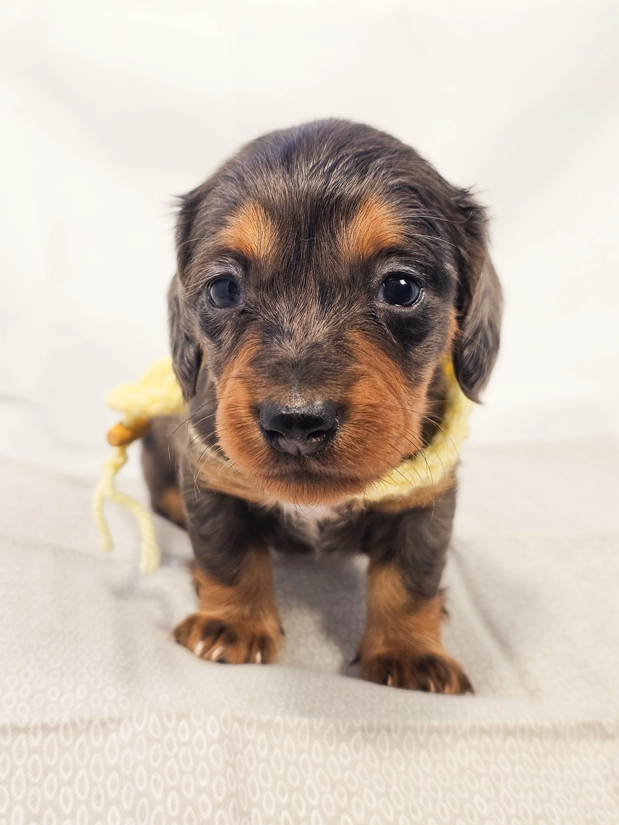Peeps (RESERVED, longhaired girl)