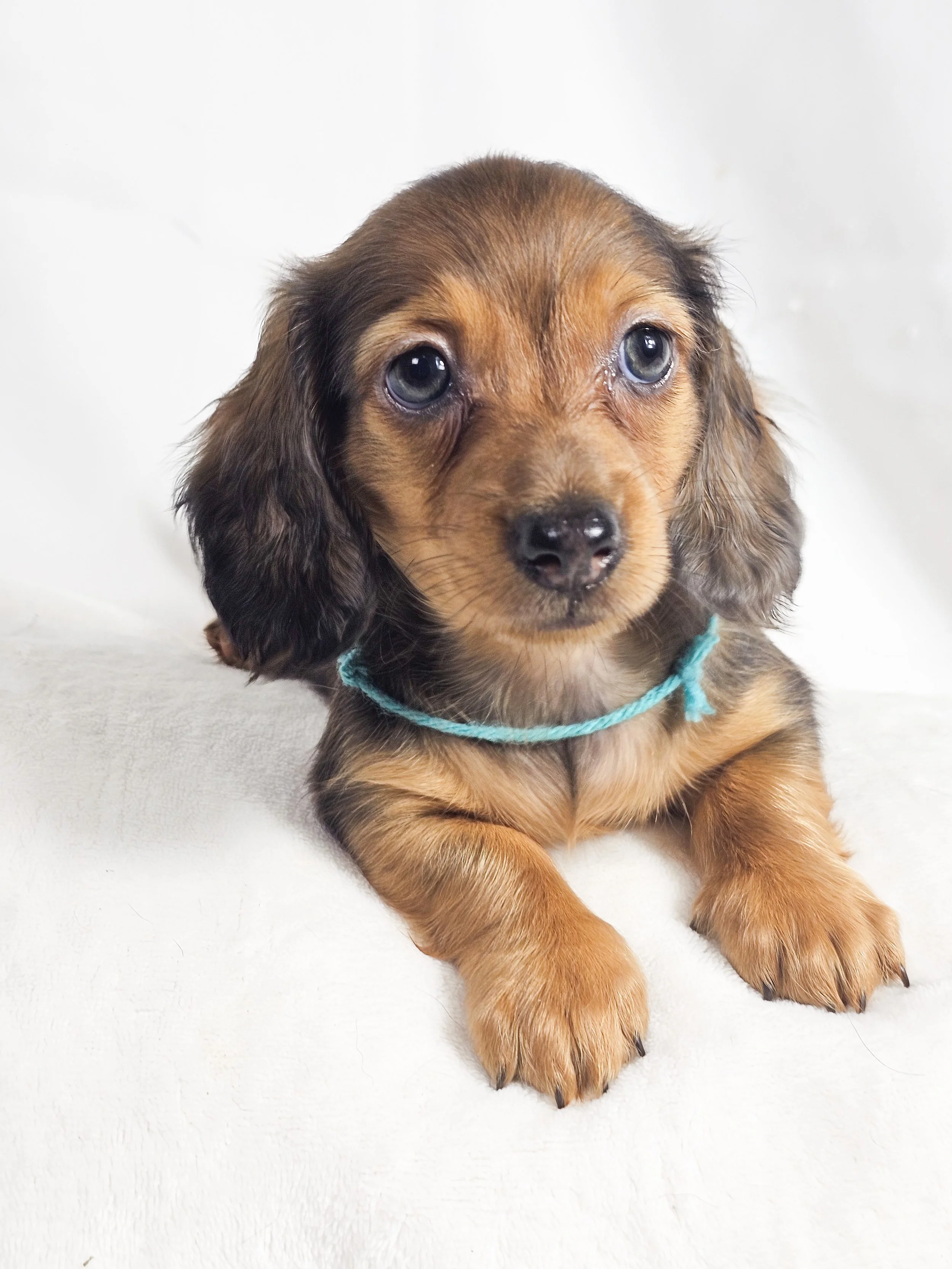 Fig (RESERVED, longhaired boy)