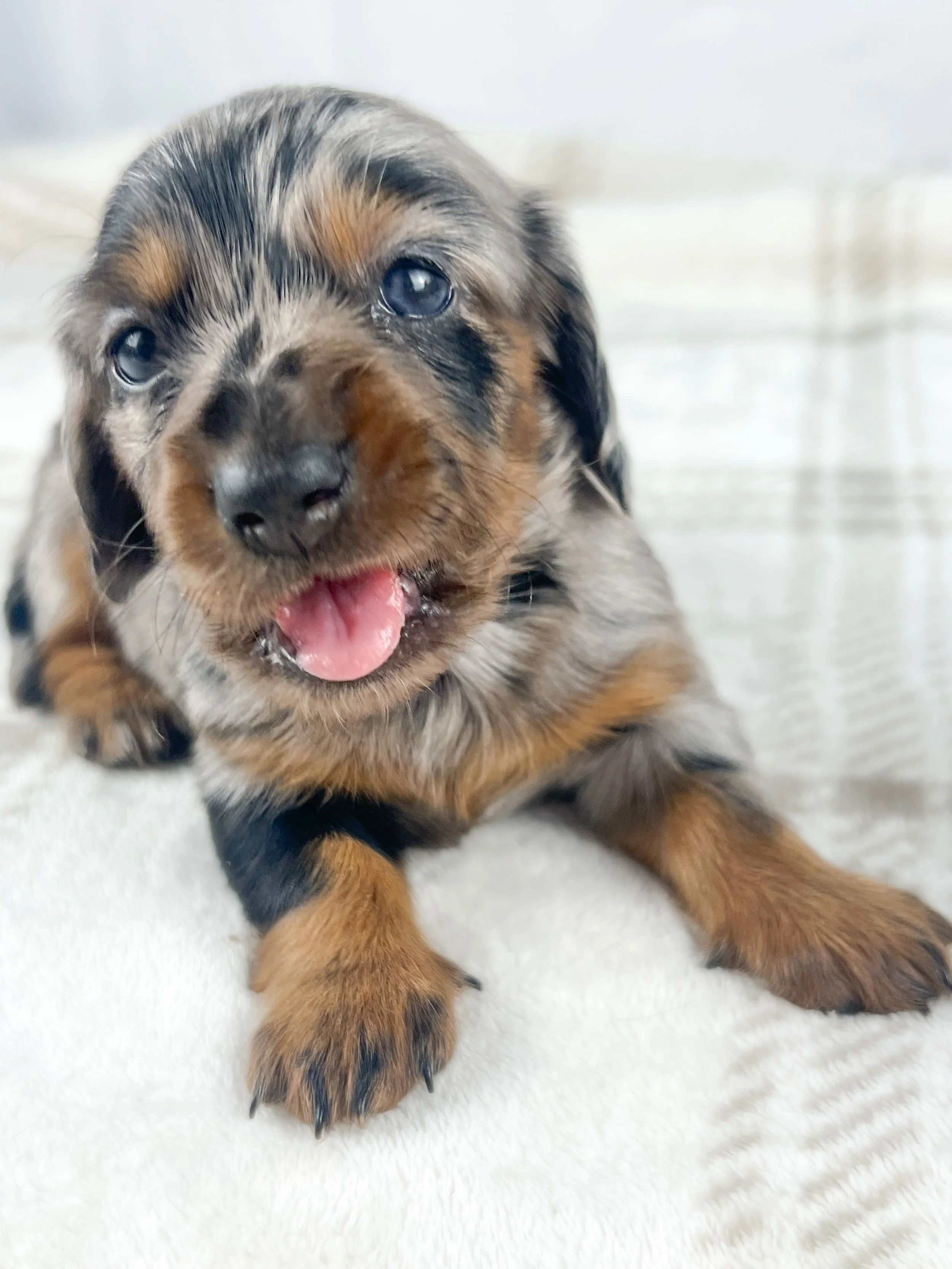 Egg aka Winnie (RESERVED, longhaired girl)