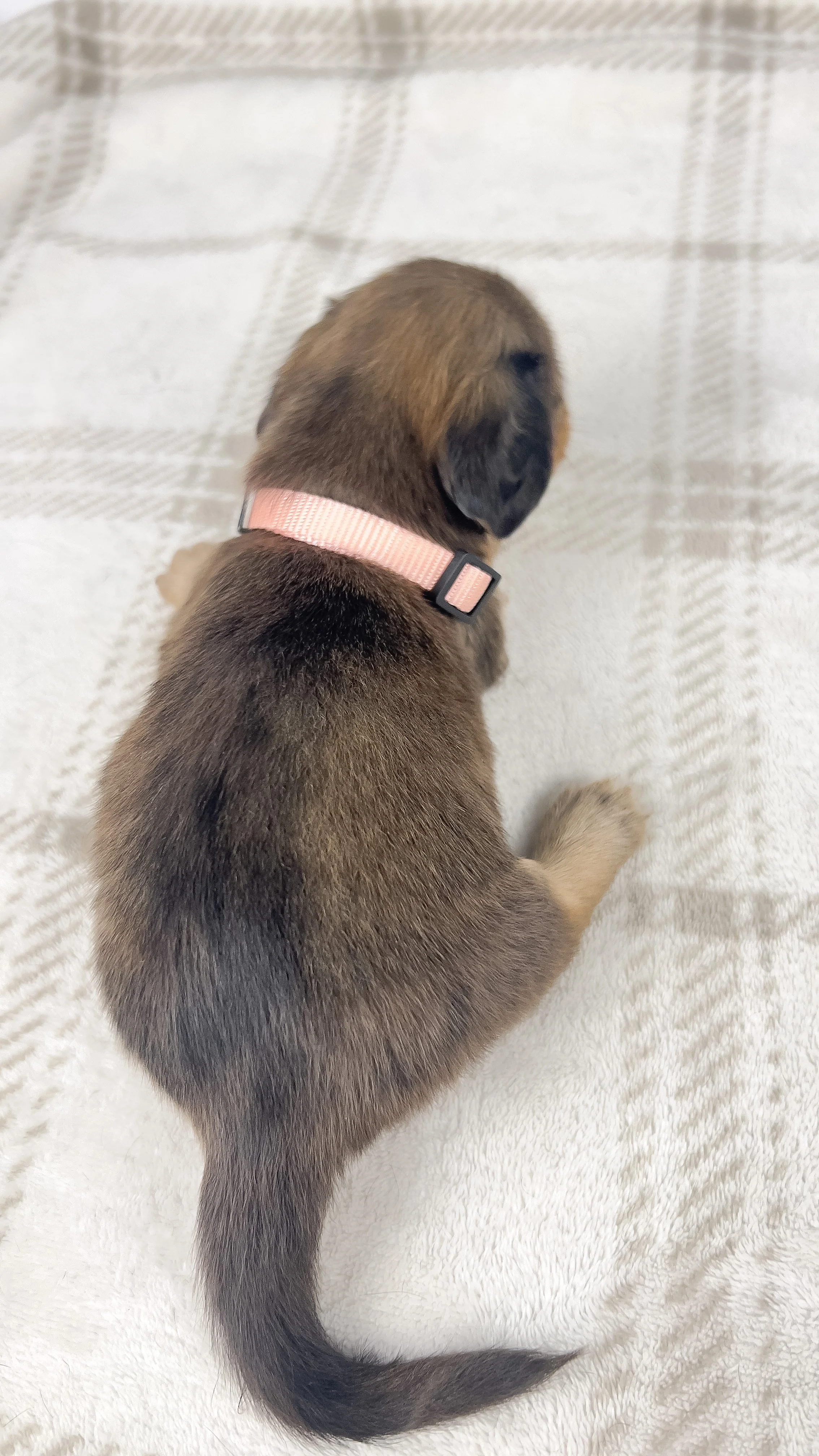 Cherry (longhaired boy, $3000 with a $500 deposit towards total)