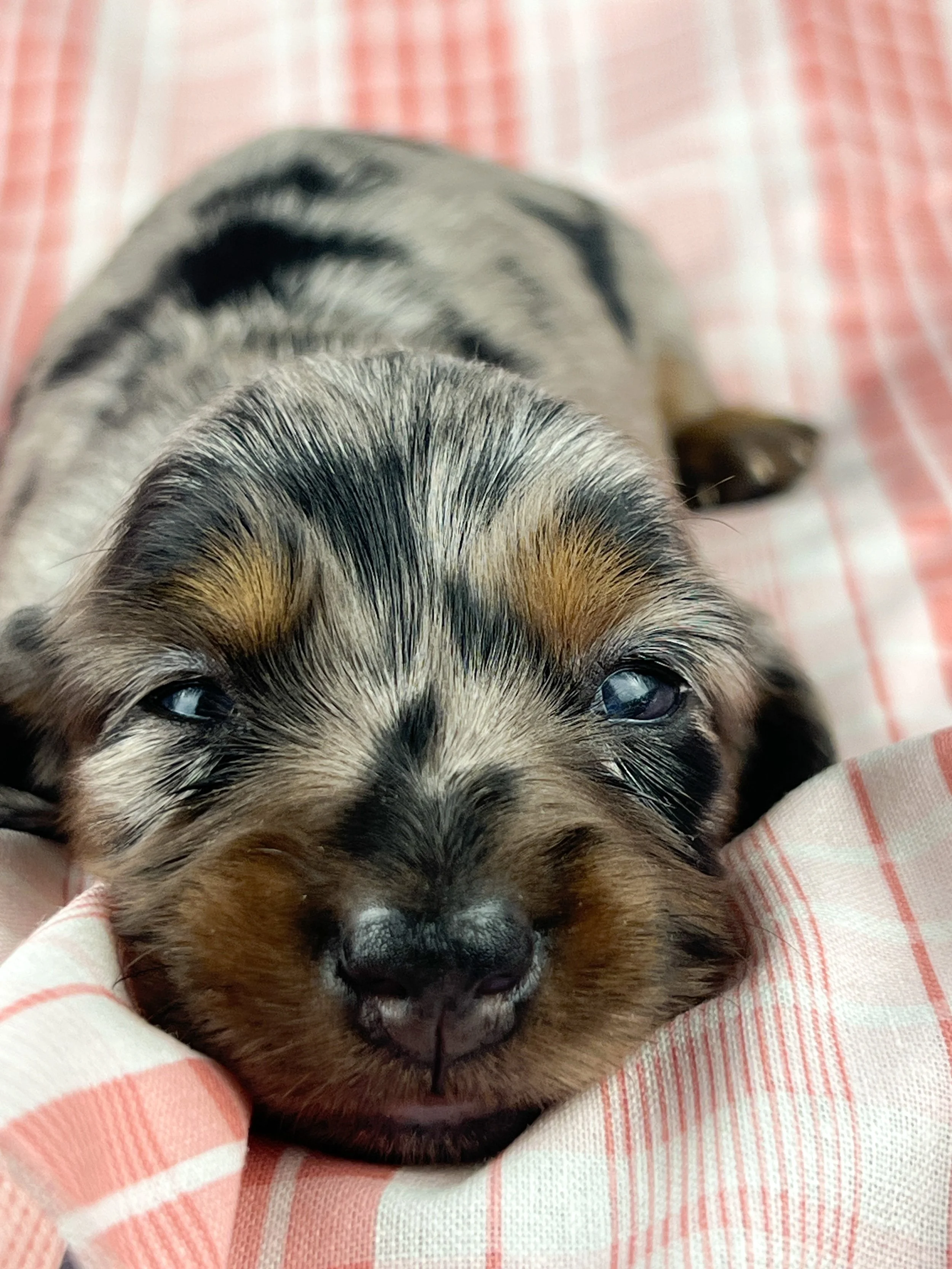 Egg aka Winnie (RESERVED, longhaired girl)