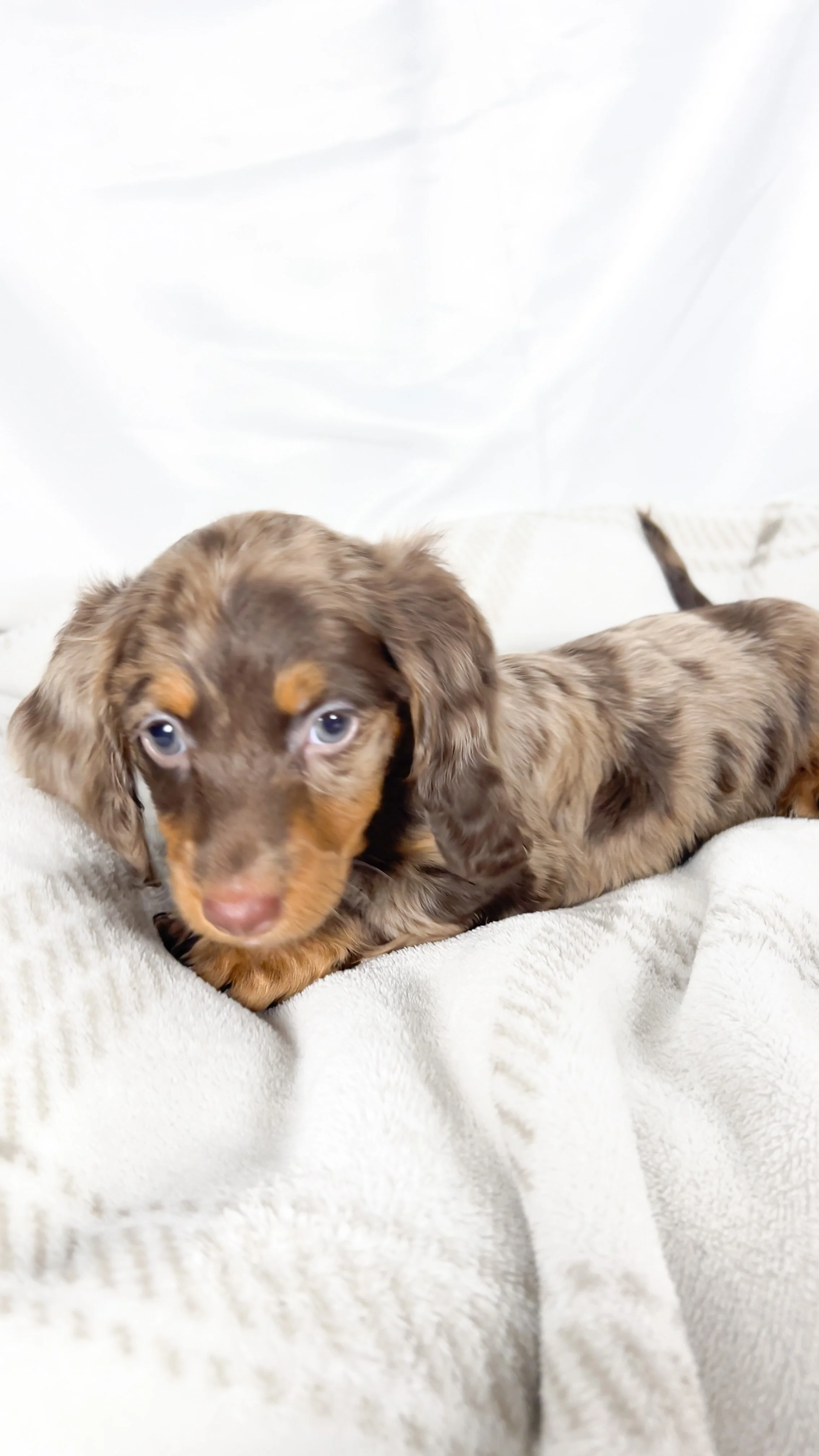 Taro (RESERVED, longhaired girl)