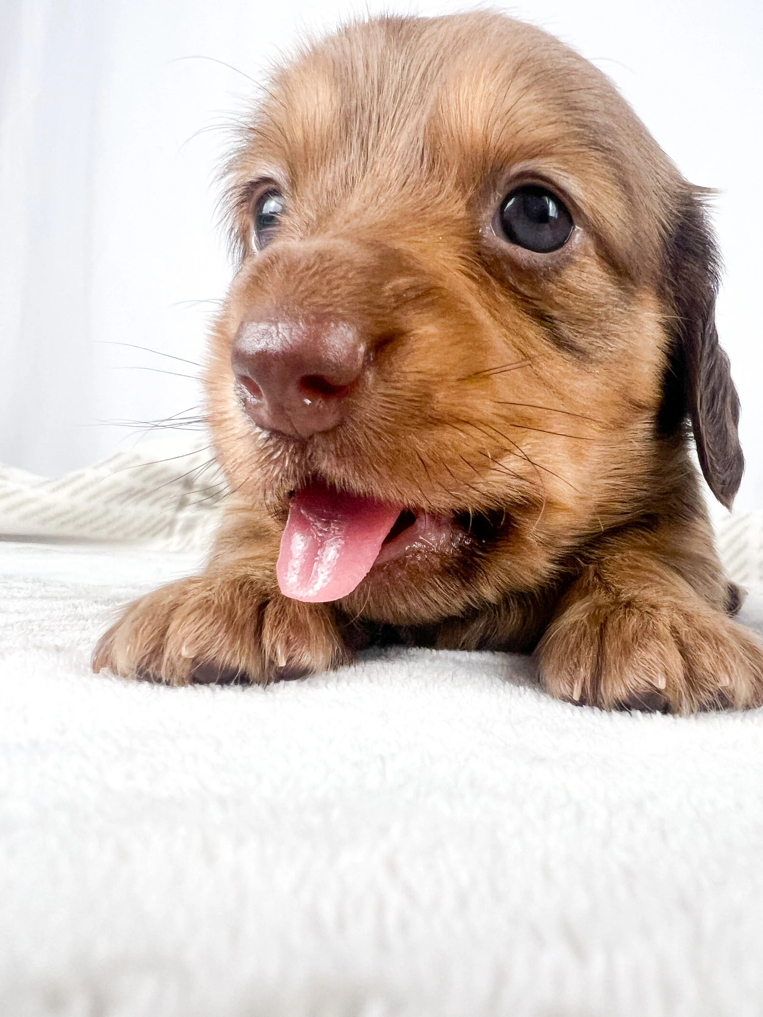 Crème aka Daisy (RESERVED, longhaired girl)