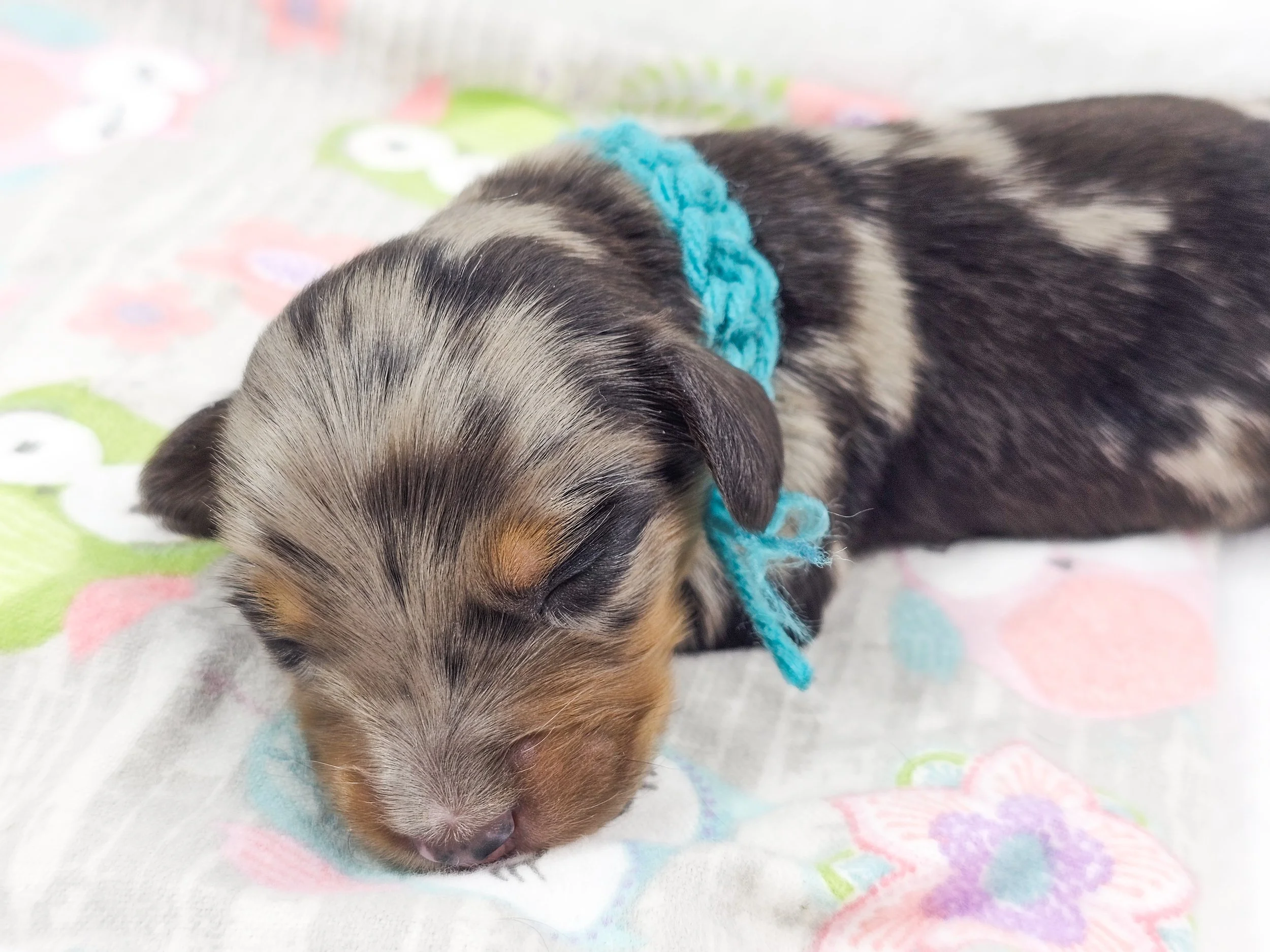 Tulip (RESERVED, longhaired girl)