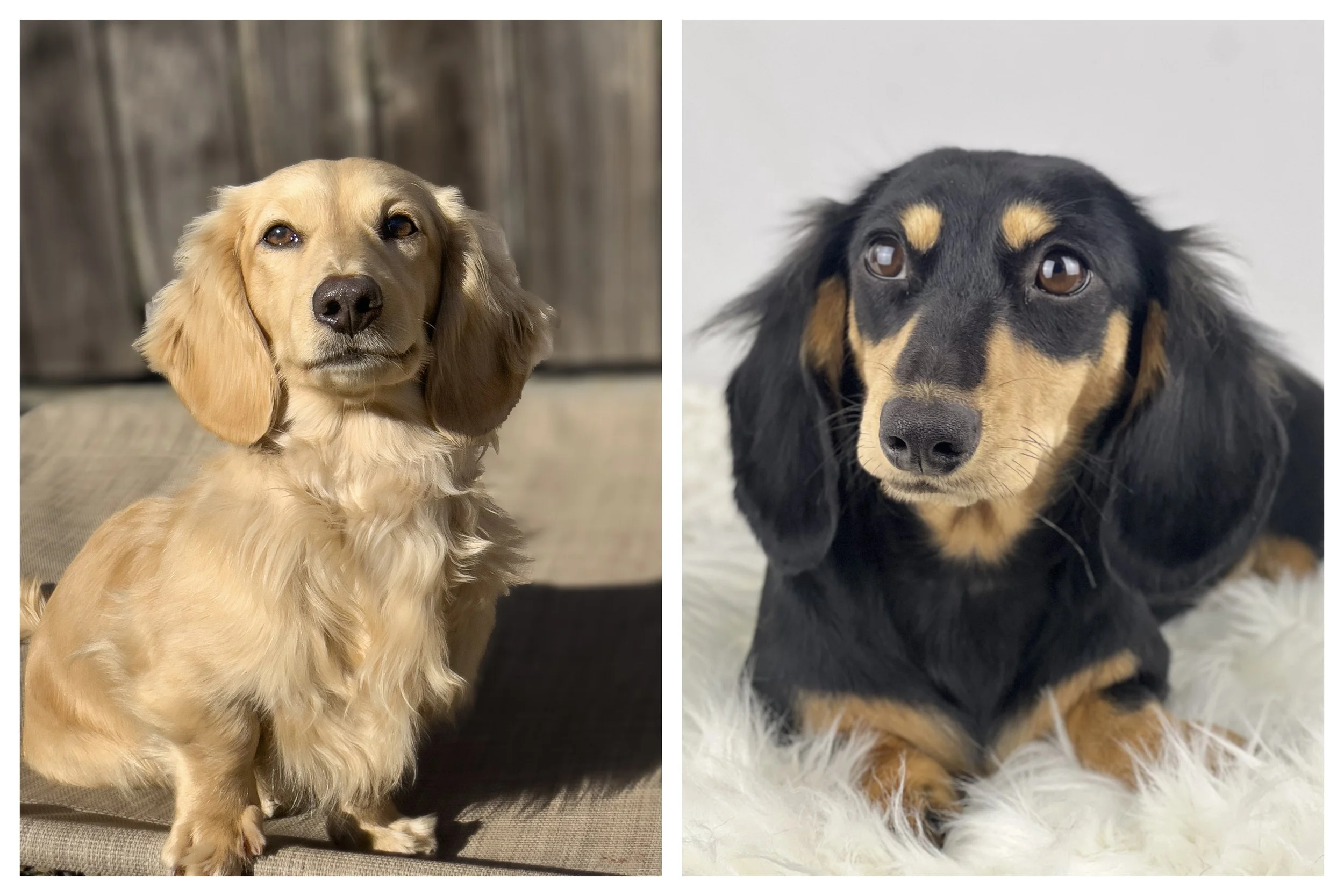 Side-by-side photos of two long-haired dachshund puppies with brown and black fur, both sitting on carpeted floors indoors.