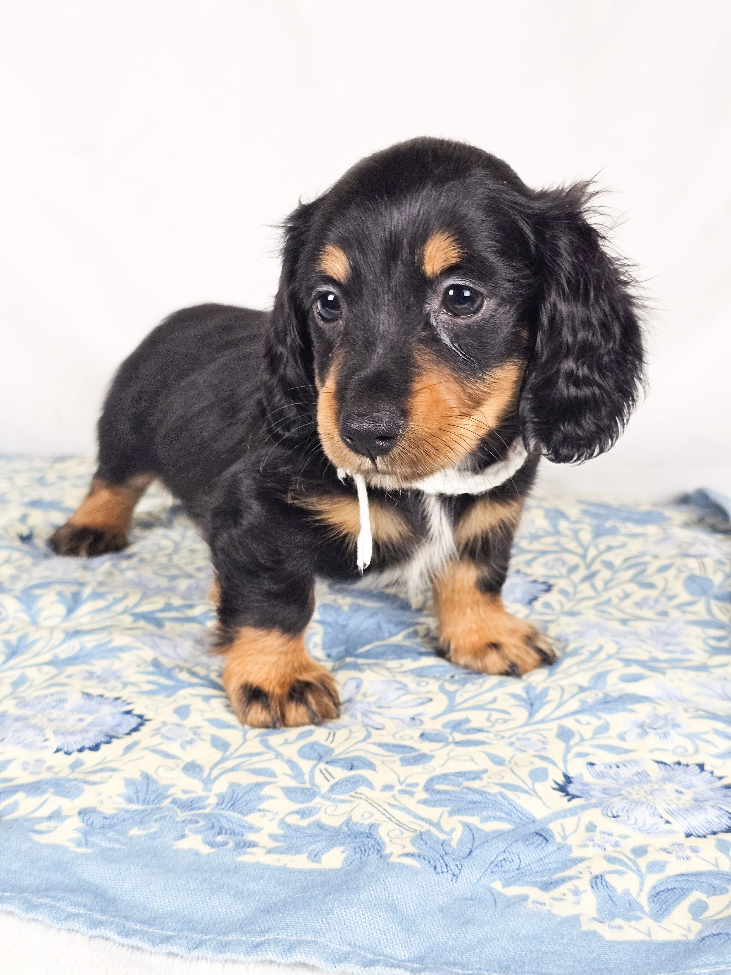 Dill pickle aka Arlo (RESERVED, longhaired boy)
