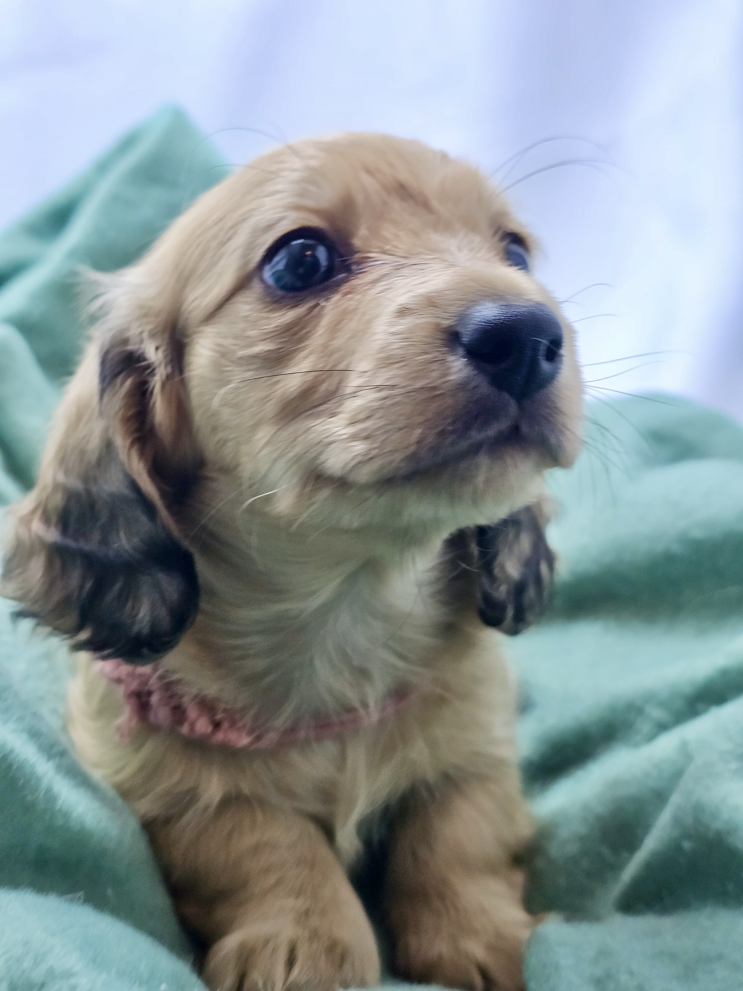 Pistachio aka Mochi (RESERVED, longhaired girl)