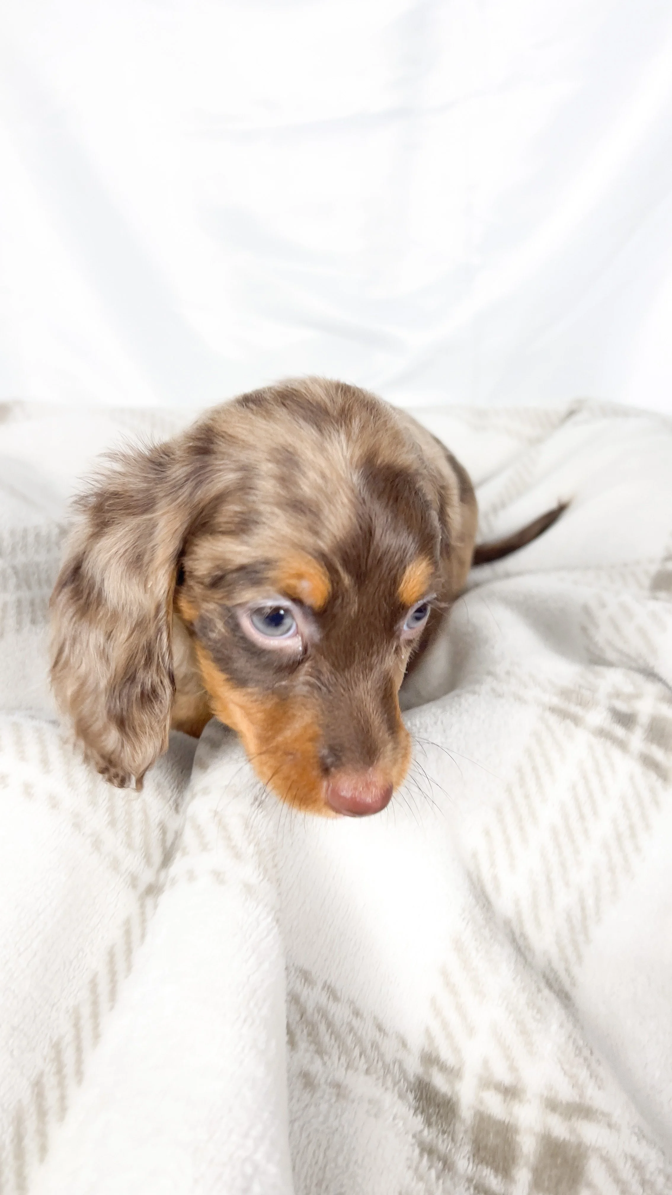 Taro (RESERVED, longhaired girl)