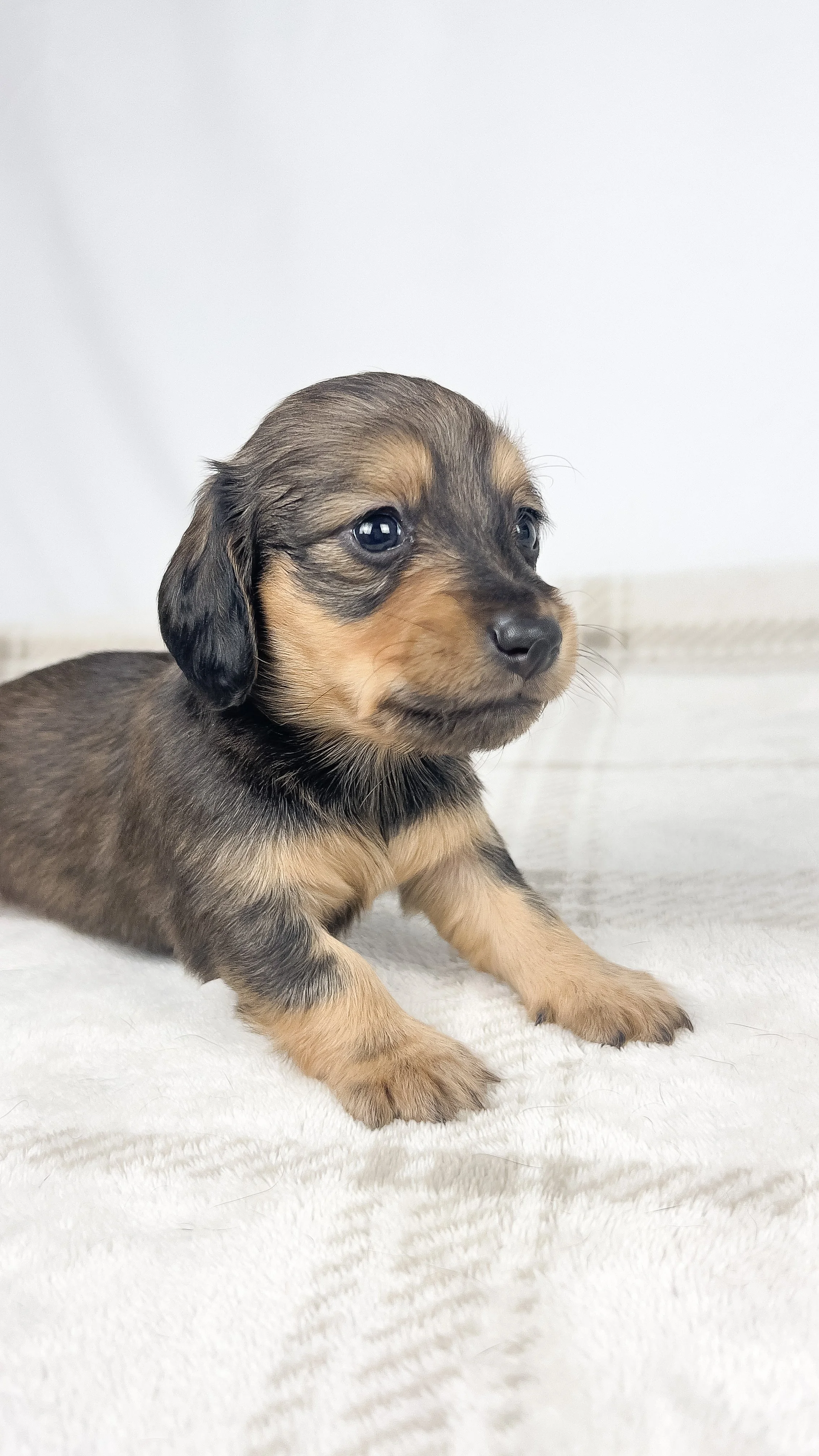 Whip cream (longhaired girl, $3000 with a $500 deposit towards total)