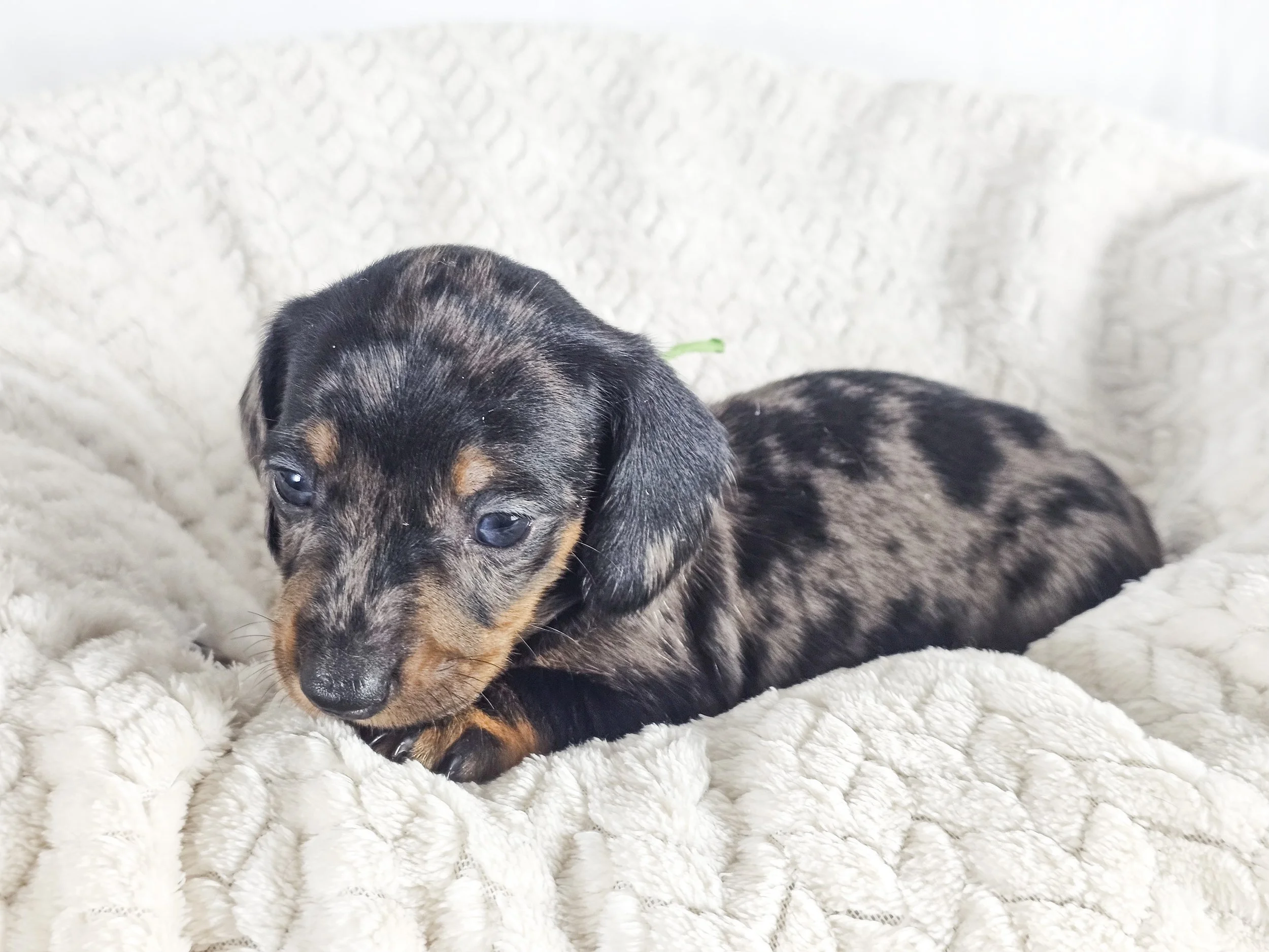 Lychee (shorthaired boy, $2500 with a $500 deposit towards total)