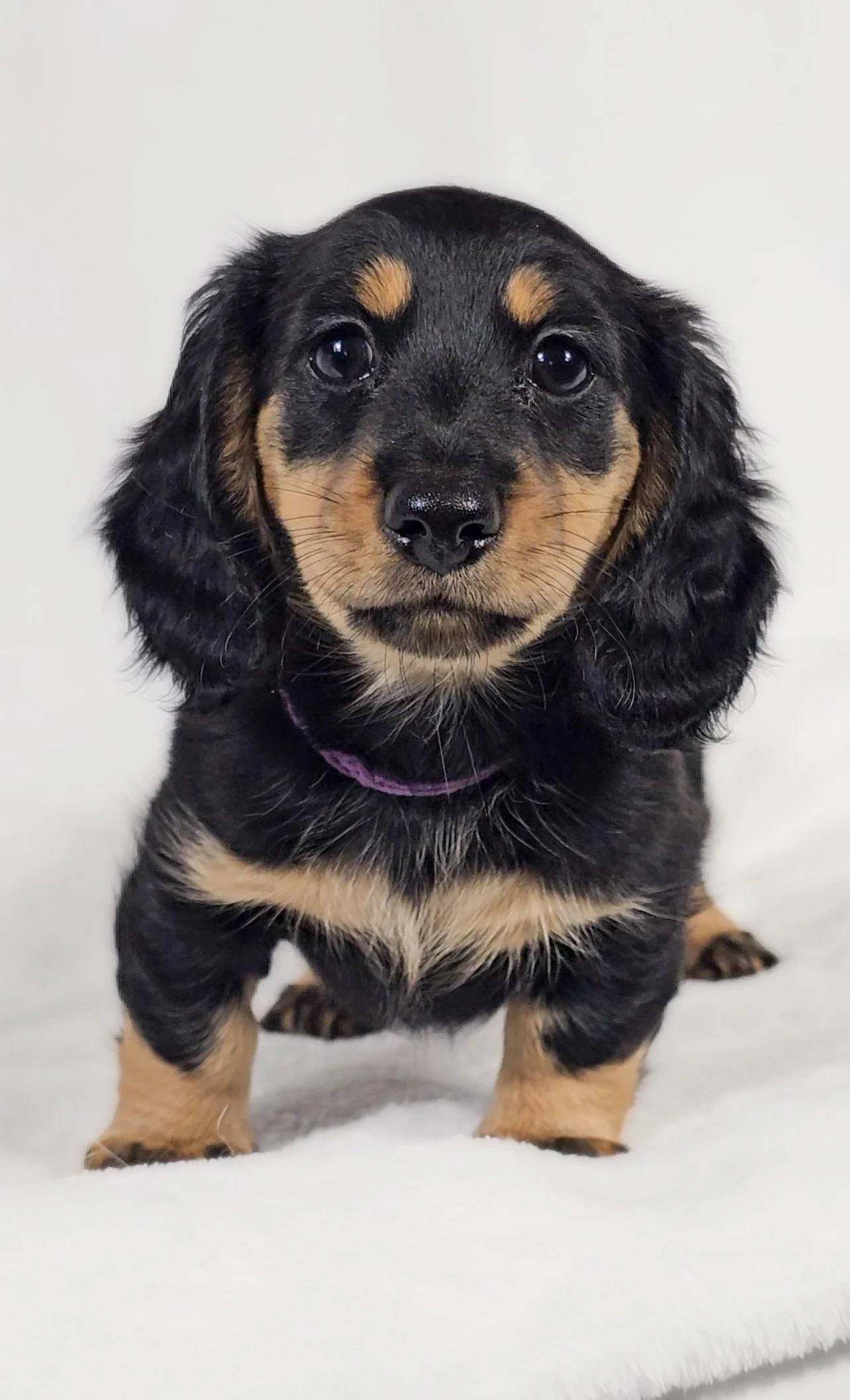 Shore aka Vienna (RESERVED, longhaired girl)