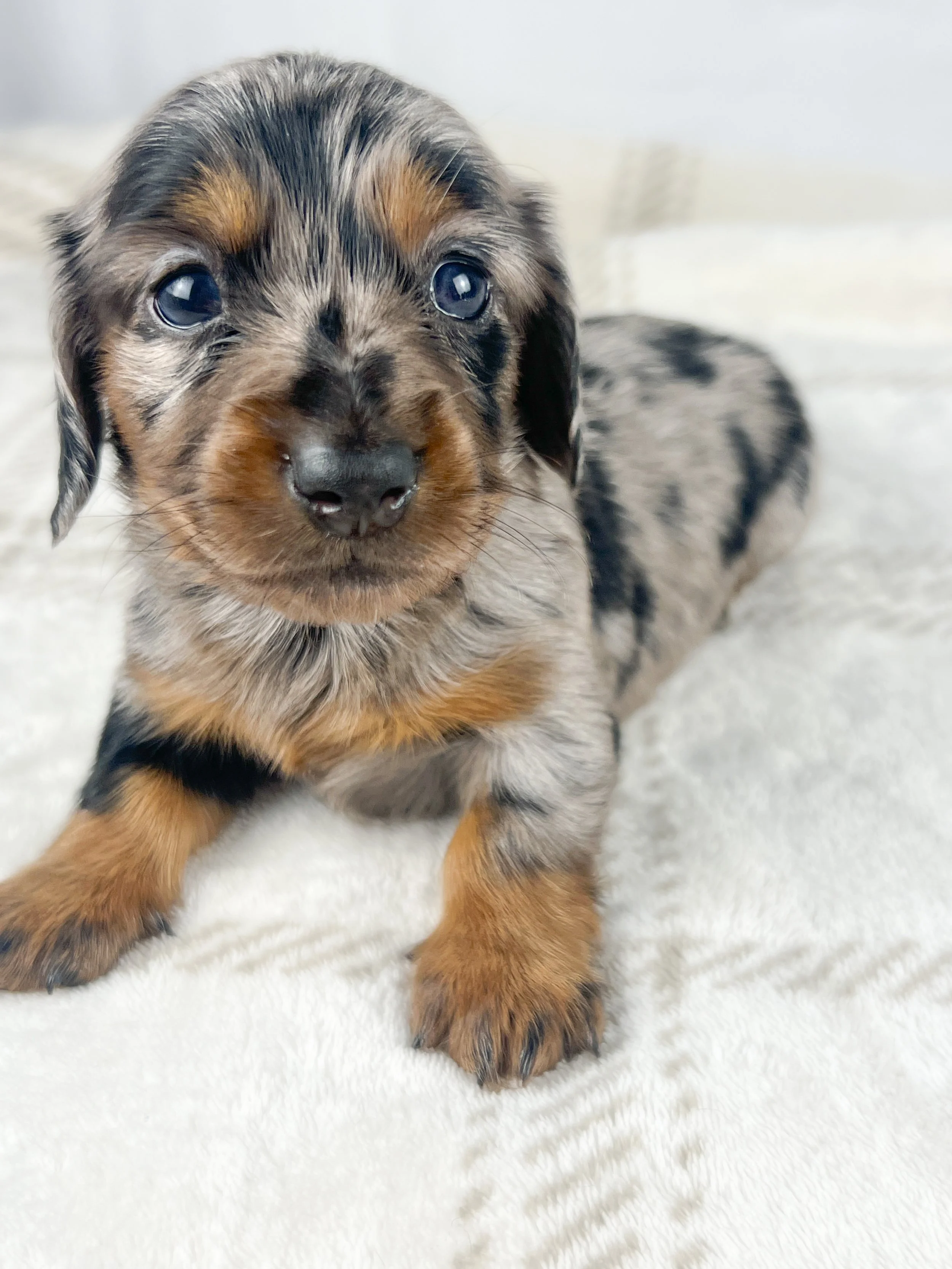 Egg aka Winnie (RESERVED, longhaired girl)