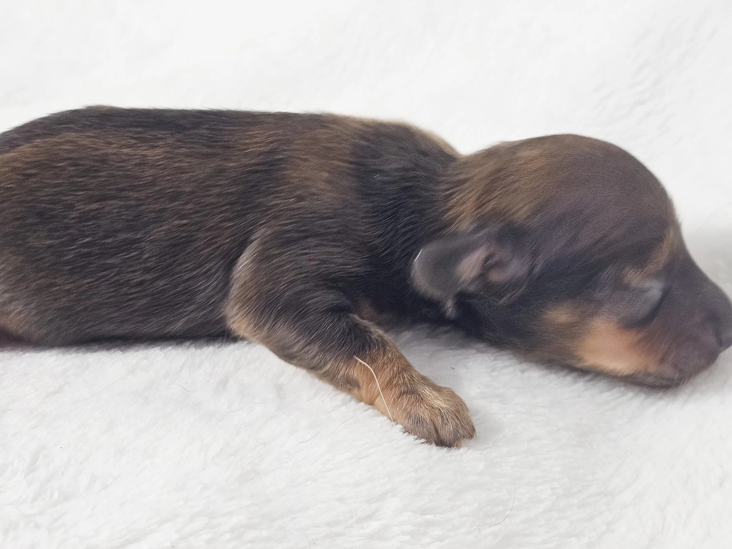 Peach (longhaired girl, $3000 with a $500 deposit towards total)