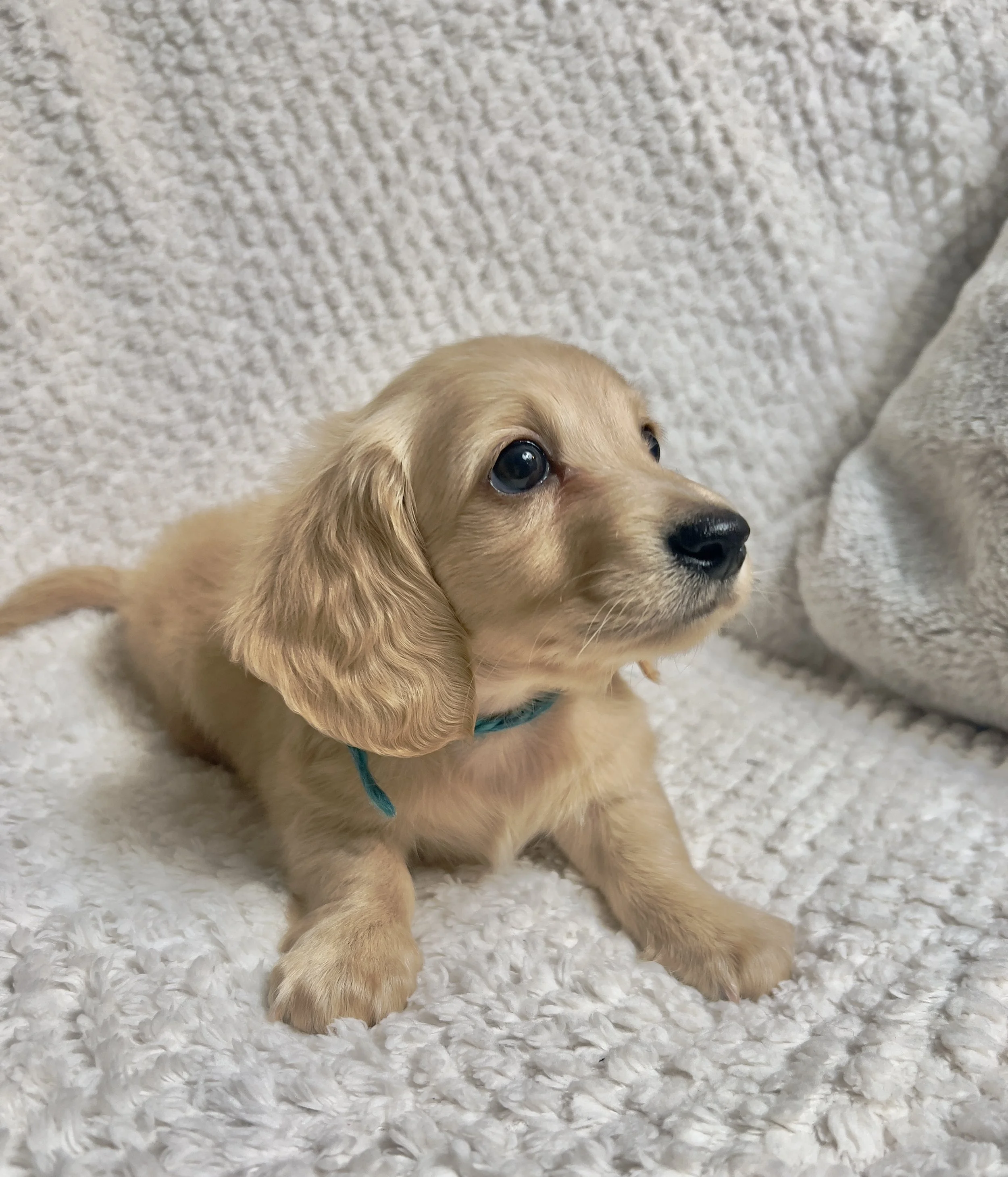 Confetti aka Dobby (RESERVED, longhaired boy)