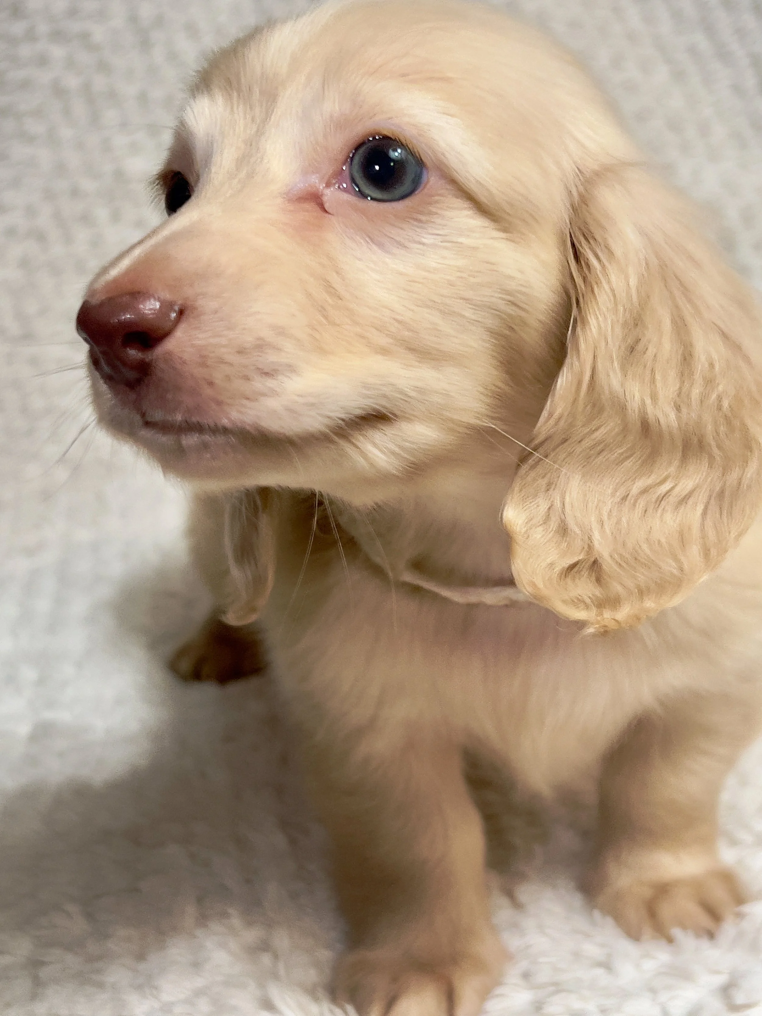 Fireworks aka Santi (RESERVED, longhaired boy)