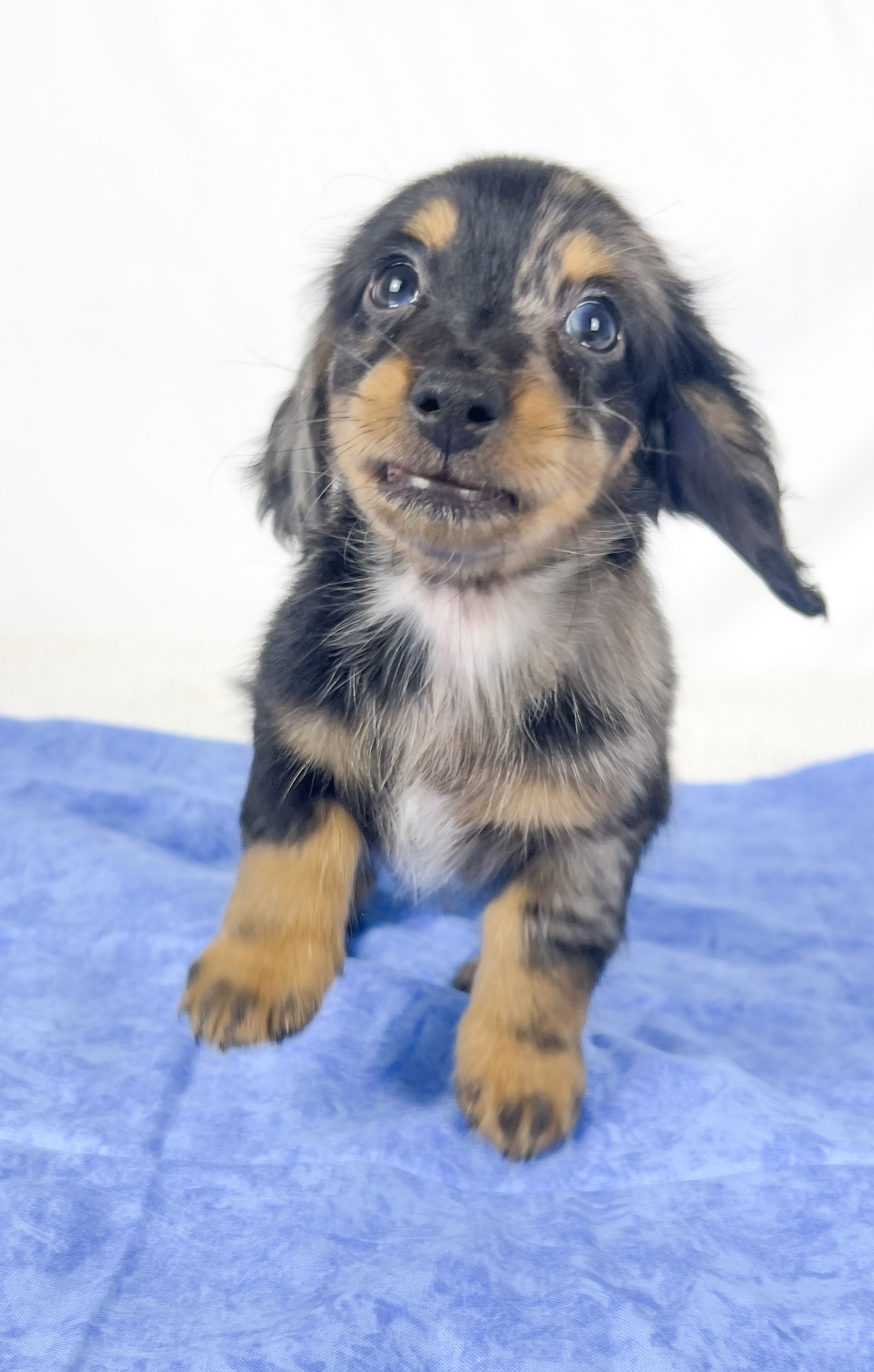 Chocolate aka Frankie (RESERVED, longhaired boy)
